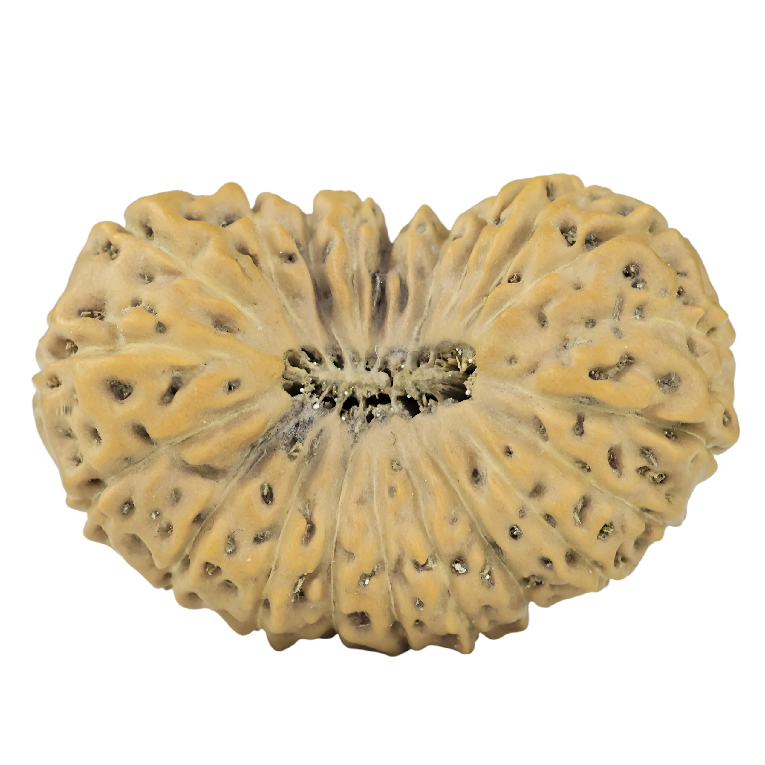 21 Mukhi Rudraksha 26.5mm 3.27gm - Rudraksha