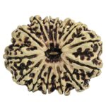 14 Mukhi Rudraksha 34.4mm 4.31gm - Rudraksha