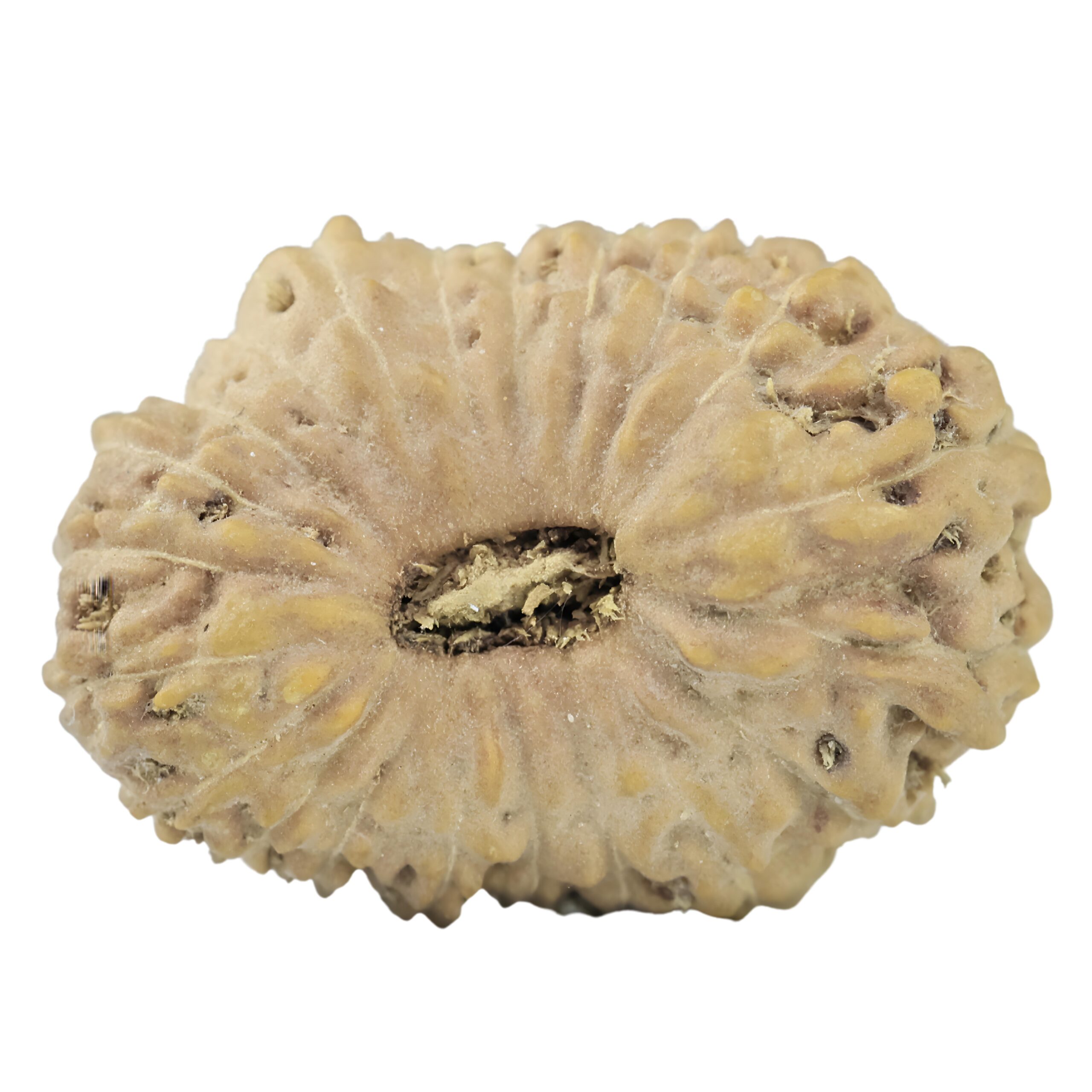 21 Mukhi Rudraksha 18.2mm 1.22gm - Rudraksha