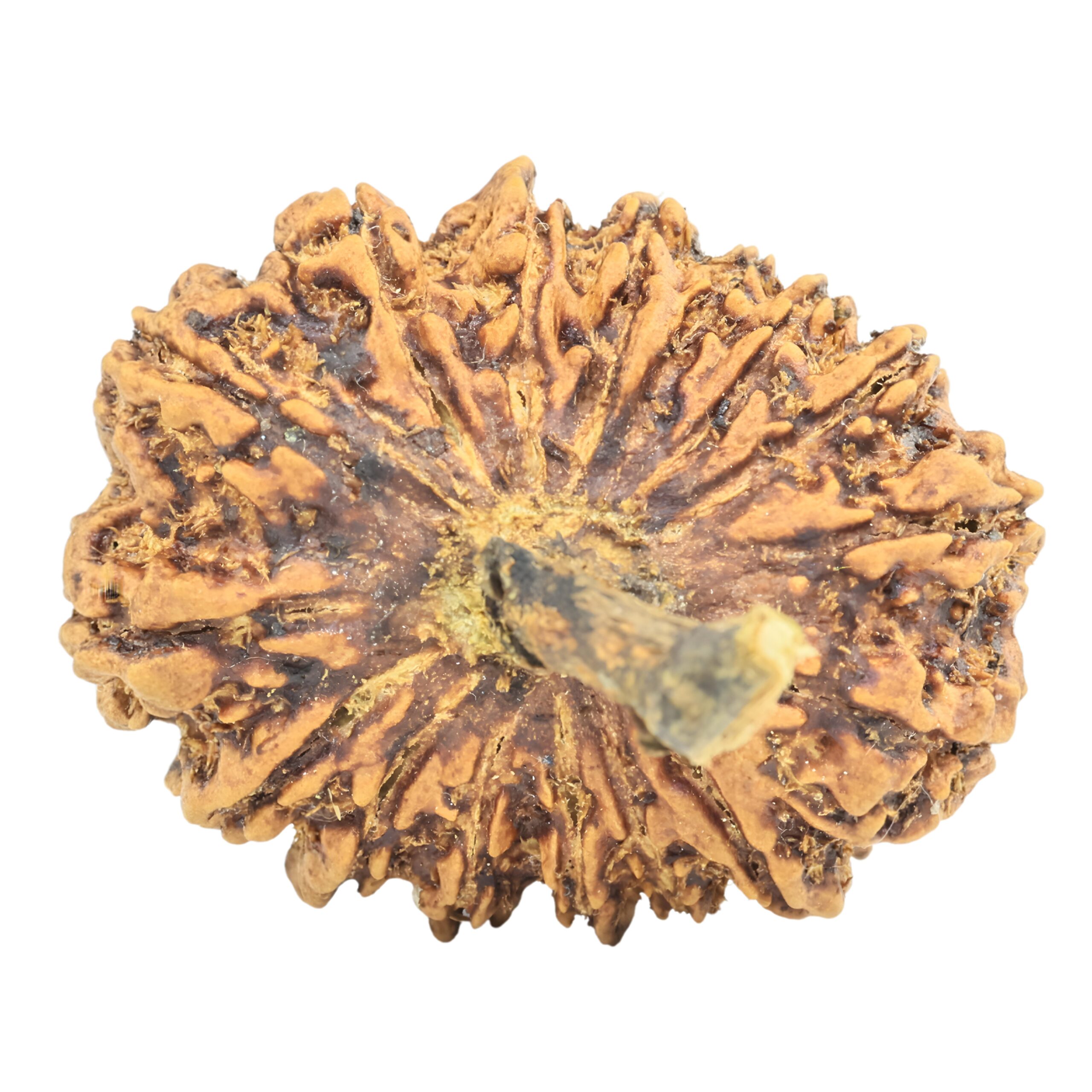 16 Mukhi Rudraksha 30.5mm 5.24gm - Rudraksha