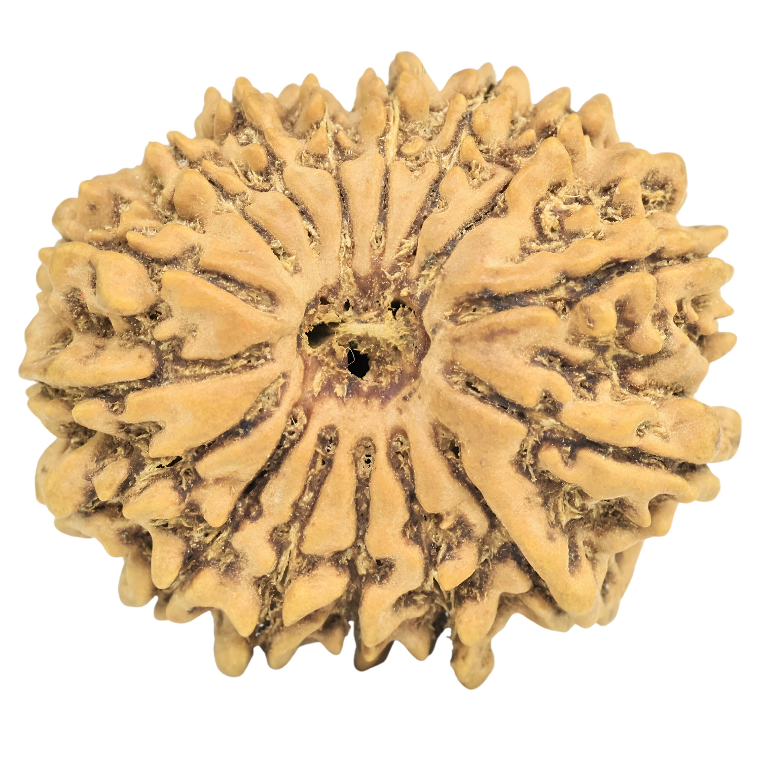 16 Mukhi Rudraksha 25.5mm 3.72gm - Rudraksha