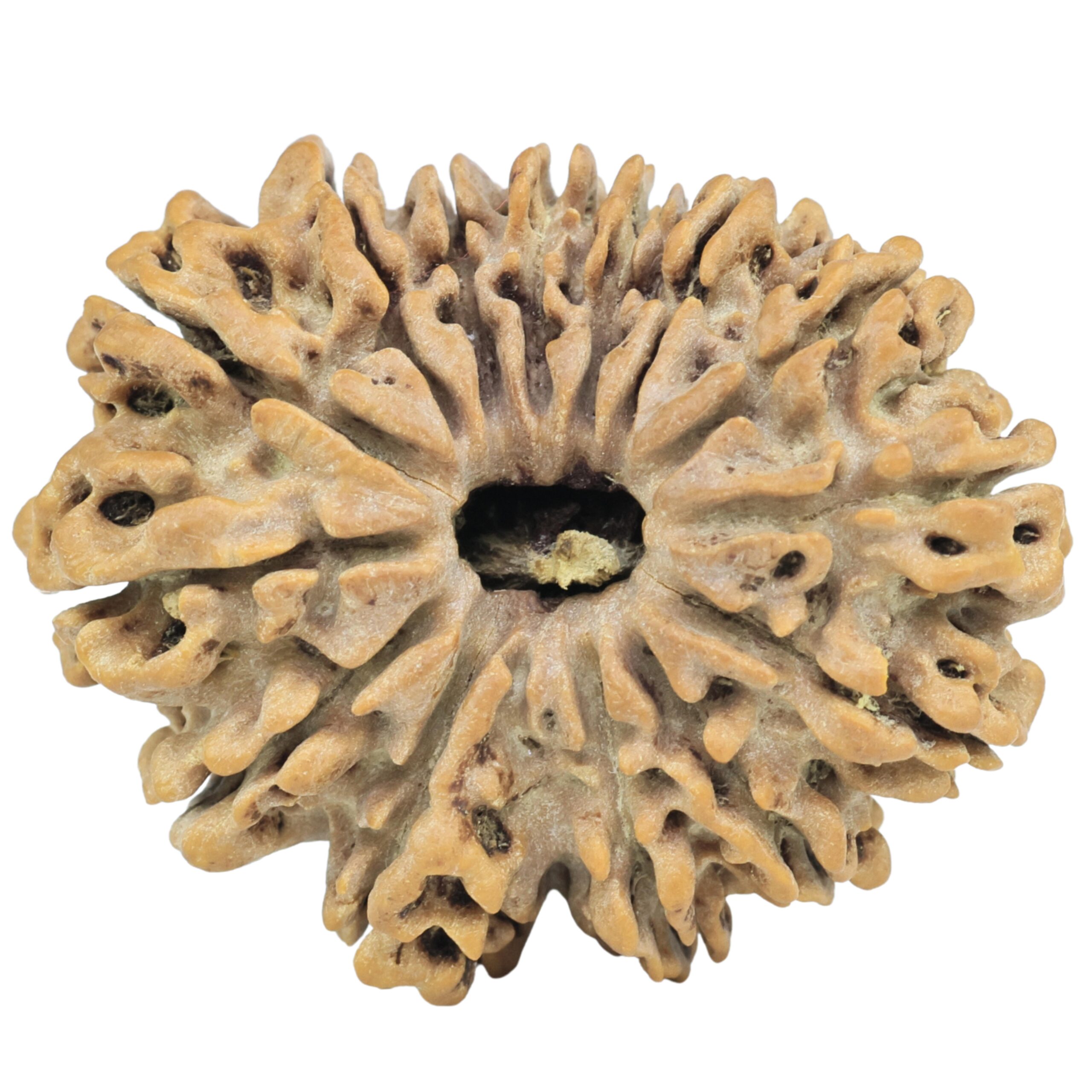 14 Mukhi Rudraksha 32.7mm 6.54gm - Rudraksha