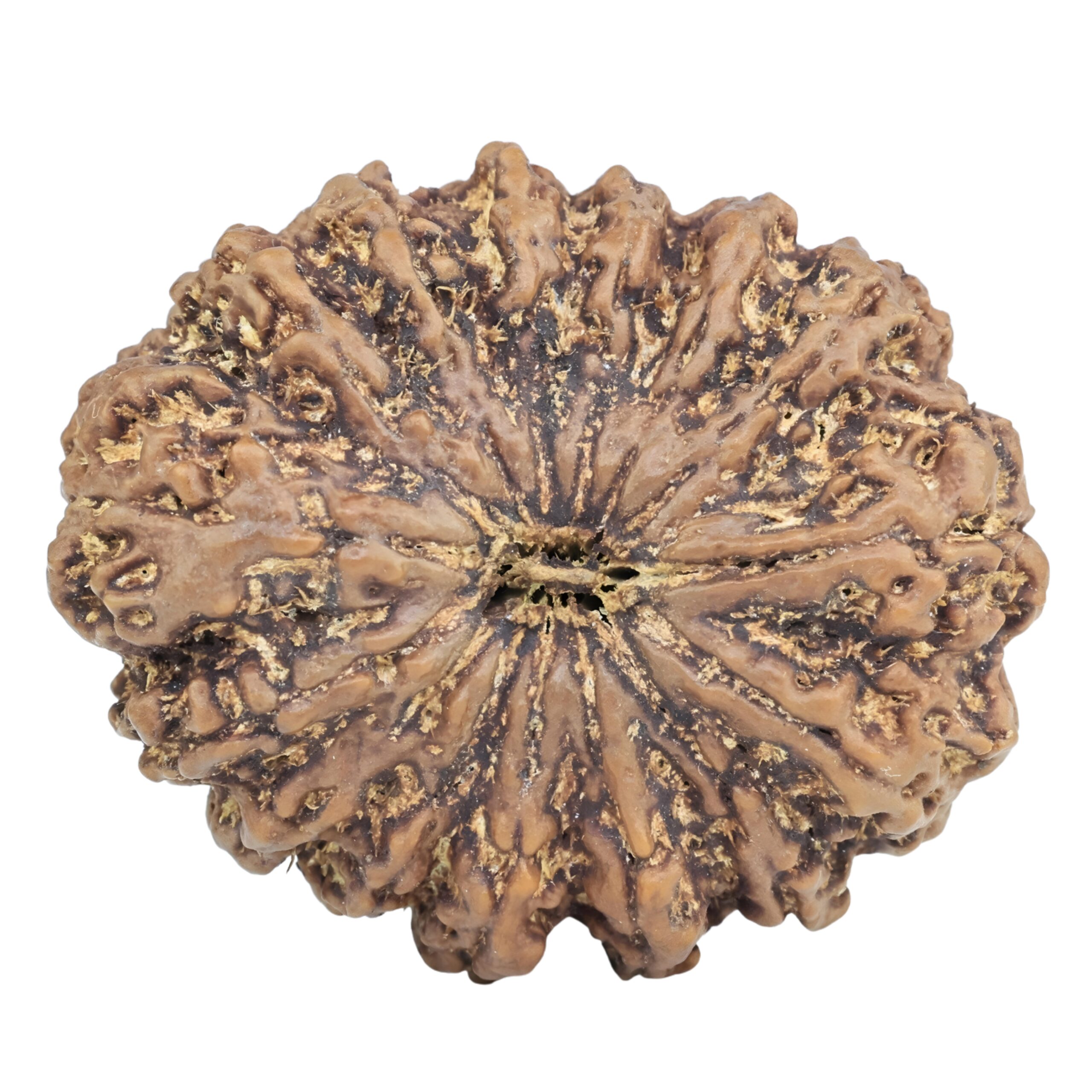 15 Mukhi Rudraksha 33.1mm 7.24gm - Rudraksha