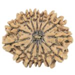 14 Mukhi Rudraksha 28.8mm 5.38gm - Rudraksha