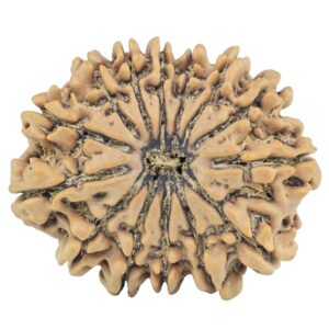 14 Mukhi Rudraksha 28.8mm 5.38gm - Rudraksha