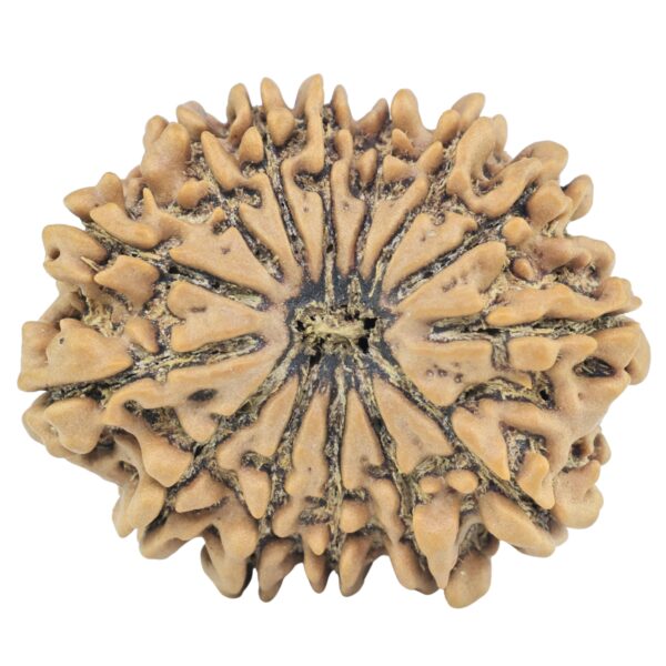 14 Mukhi Rudraksha 28.8mm 5.38gm - Rudraksha