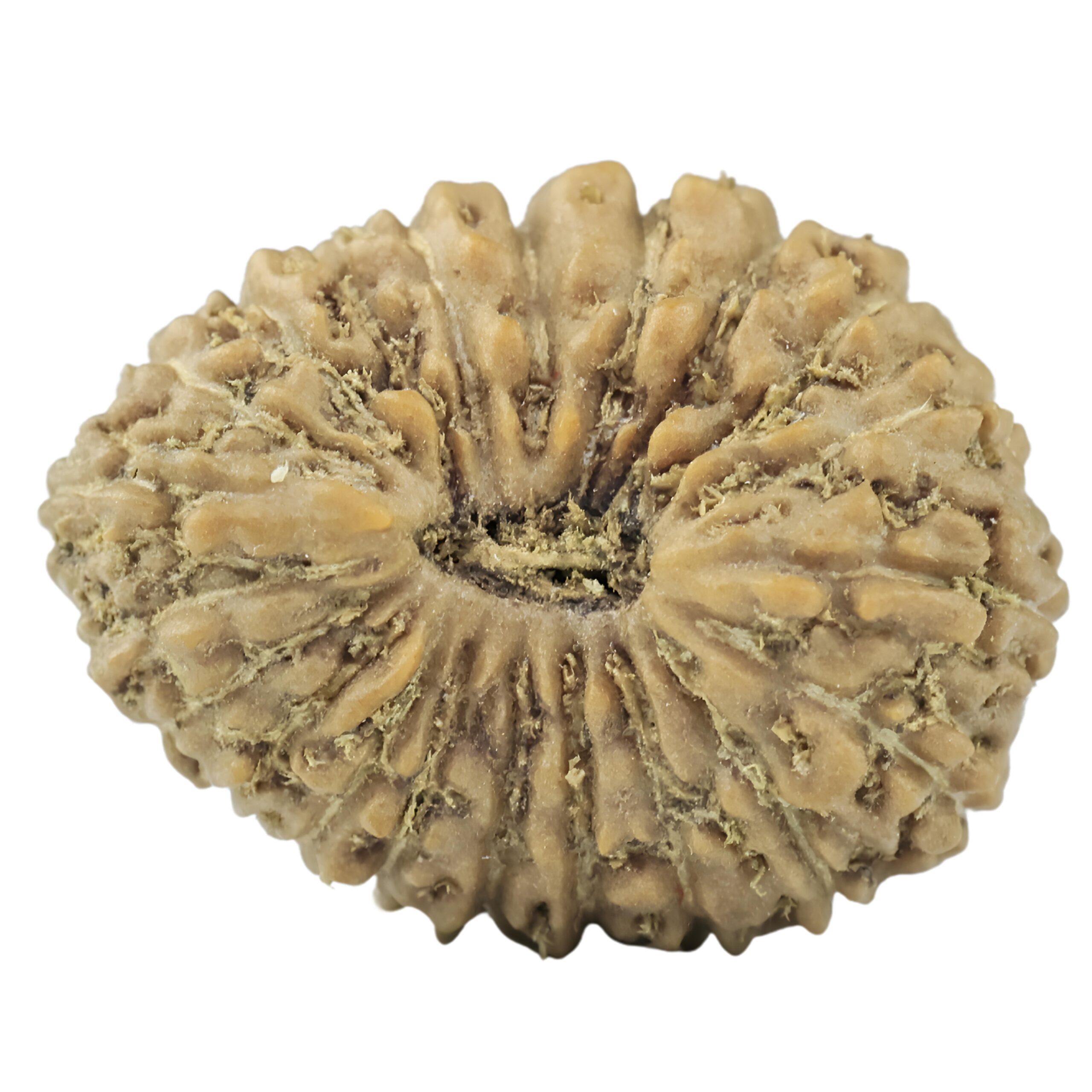 21 Mukhi Rudraksha 16.3mm 1gm - Rudraksha