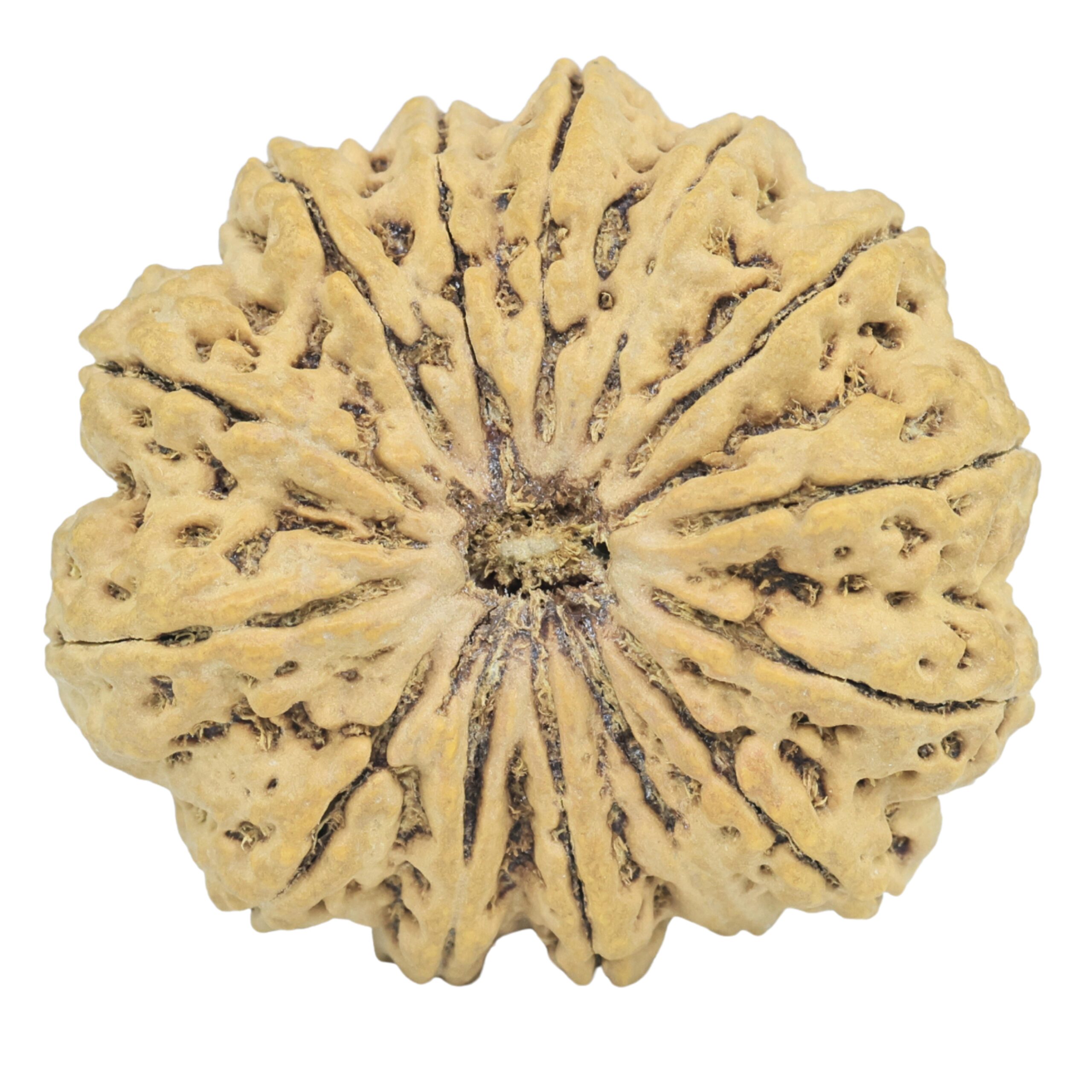 14 Mukhi Rudraksha 33.3mm 7.36gm - Rudraksha