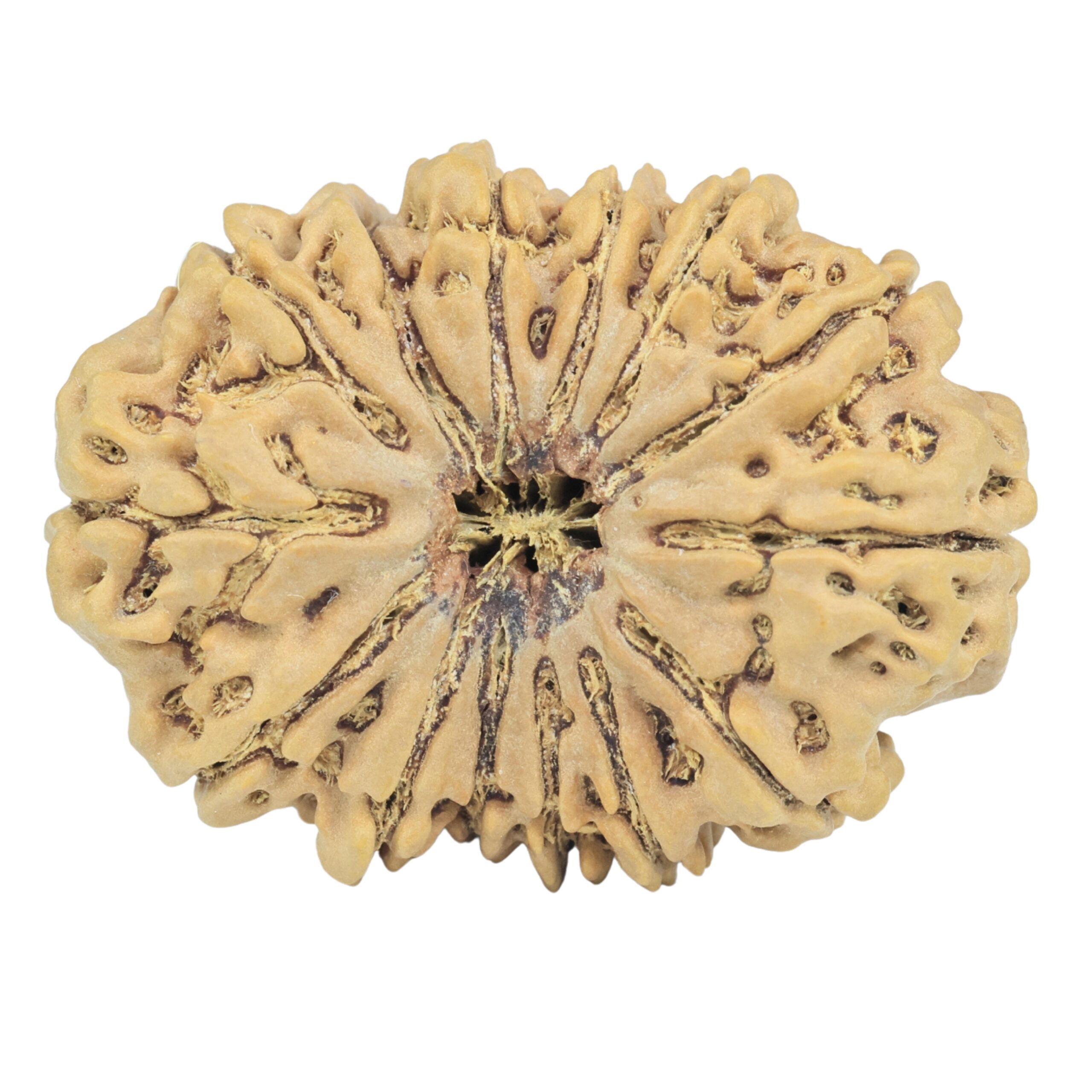 14 Mukhi Rudraksha 34.1mm 7.23gm - Rudraksha