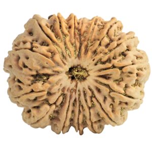 16 Mukhi Rudraksha 33mm 7.6gm - Rudraksha
