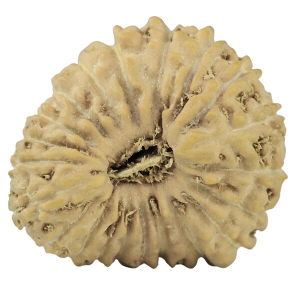 21 Mukhi Rudraksha 15.1mm 0.9gm - Rudraksha