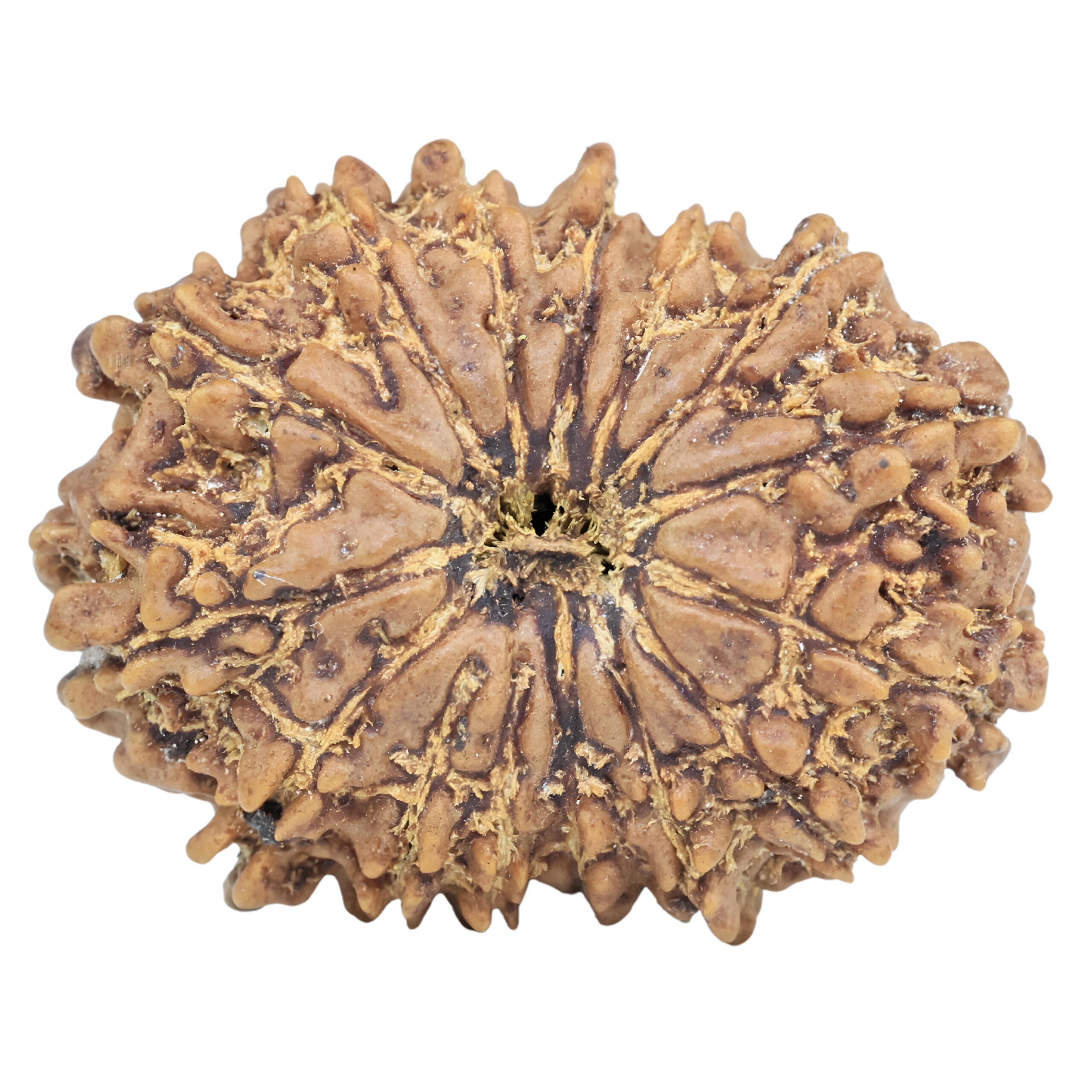 15 Mukhi Rudraksha 27.4mm 4gm - Rudraksha