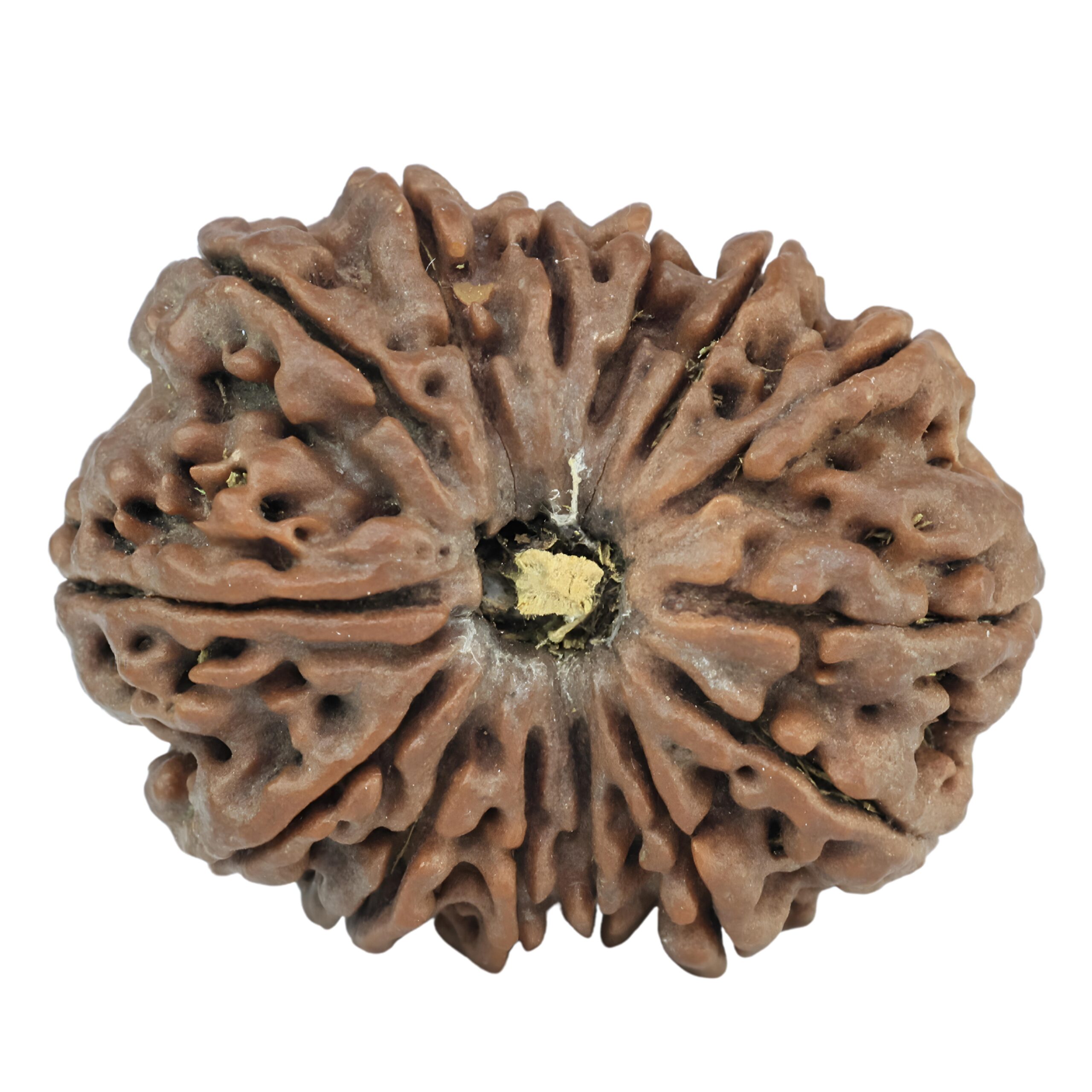 14 Mukhi Rudraksha 29.5mm 5.66gm - Rudraksha