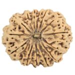 14 Mukhi Rudraksha 33.6mm 7.12gm - Rudraksha