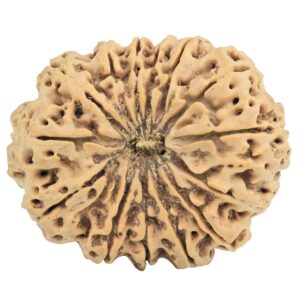 14 Mukhi Rudraksha 33.6mm 7.12gm - Rudraksha