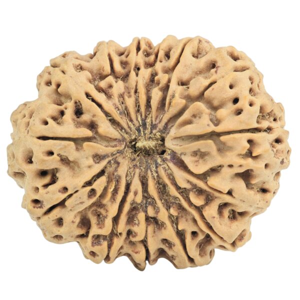 14 Mukhi Rudraksha 33.6mm 7.12gm - Rudraksha