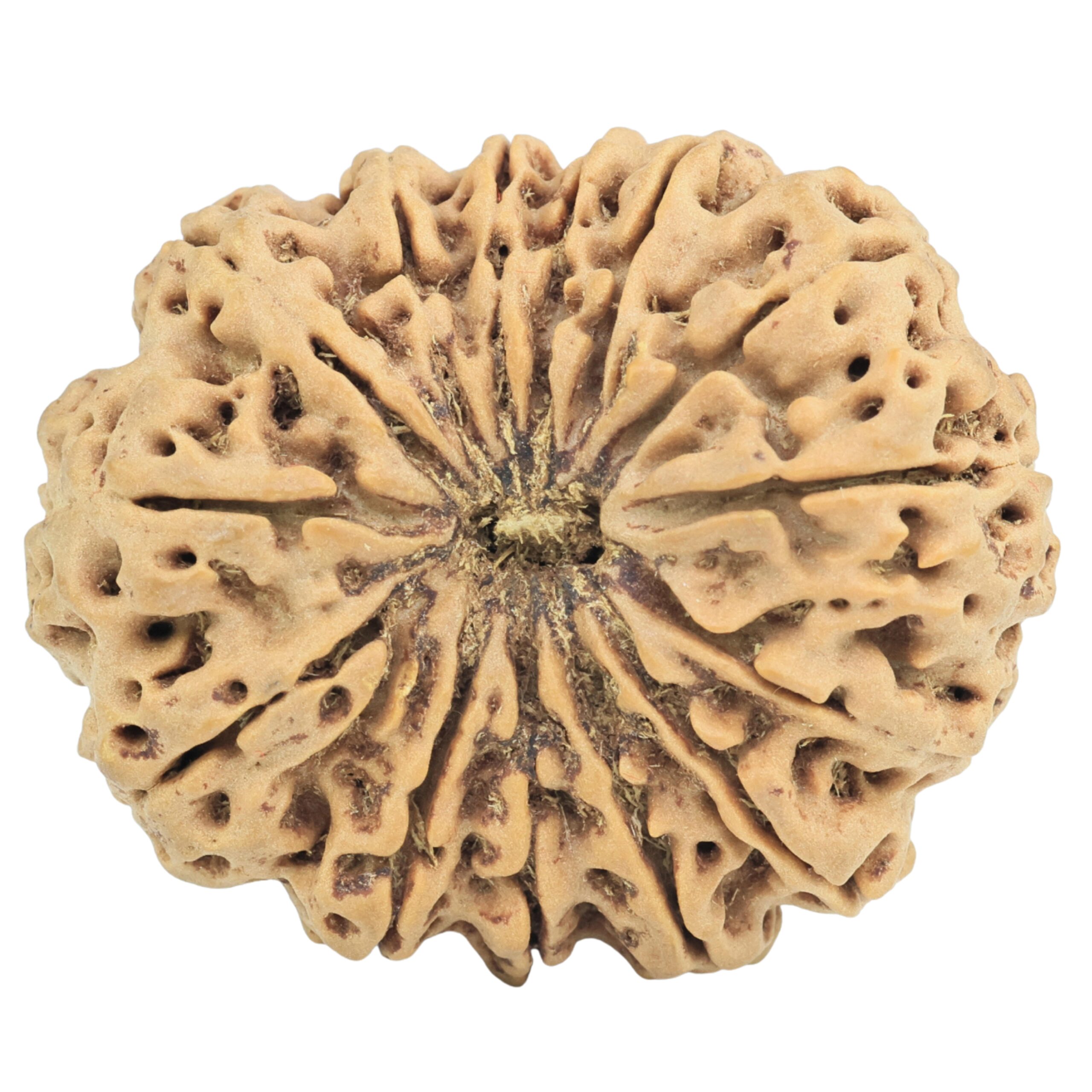 14 Mukhi Rudraksha 33.6mm 7.12gm - Rudraksha