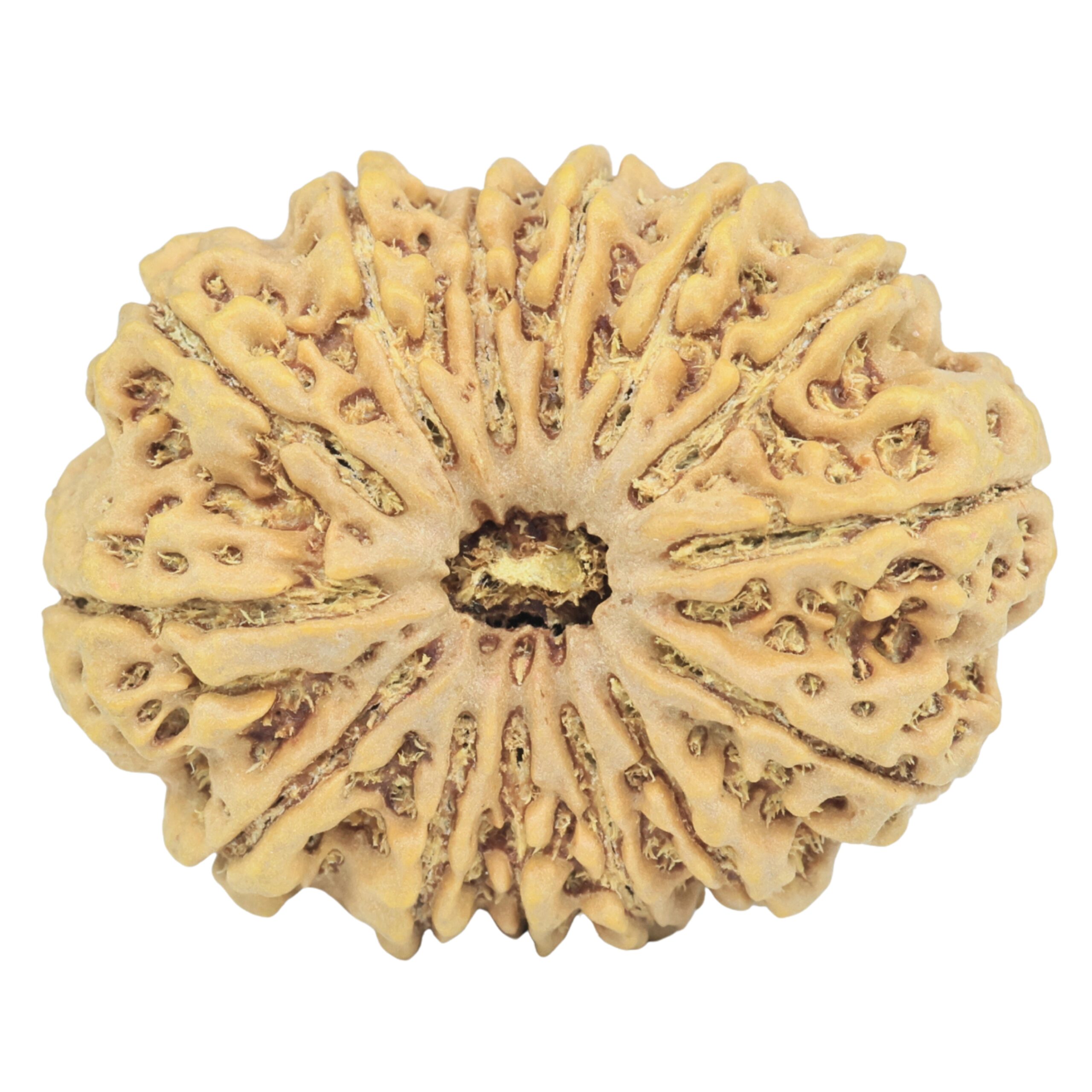 14 Mukhi Rudraksha 34.1mm 7.36gm - Rudraksha