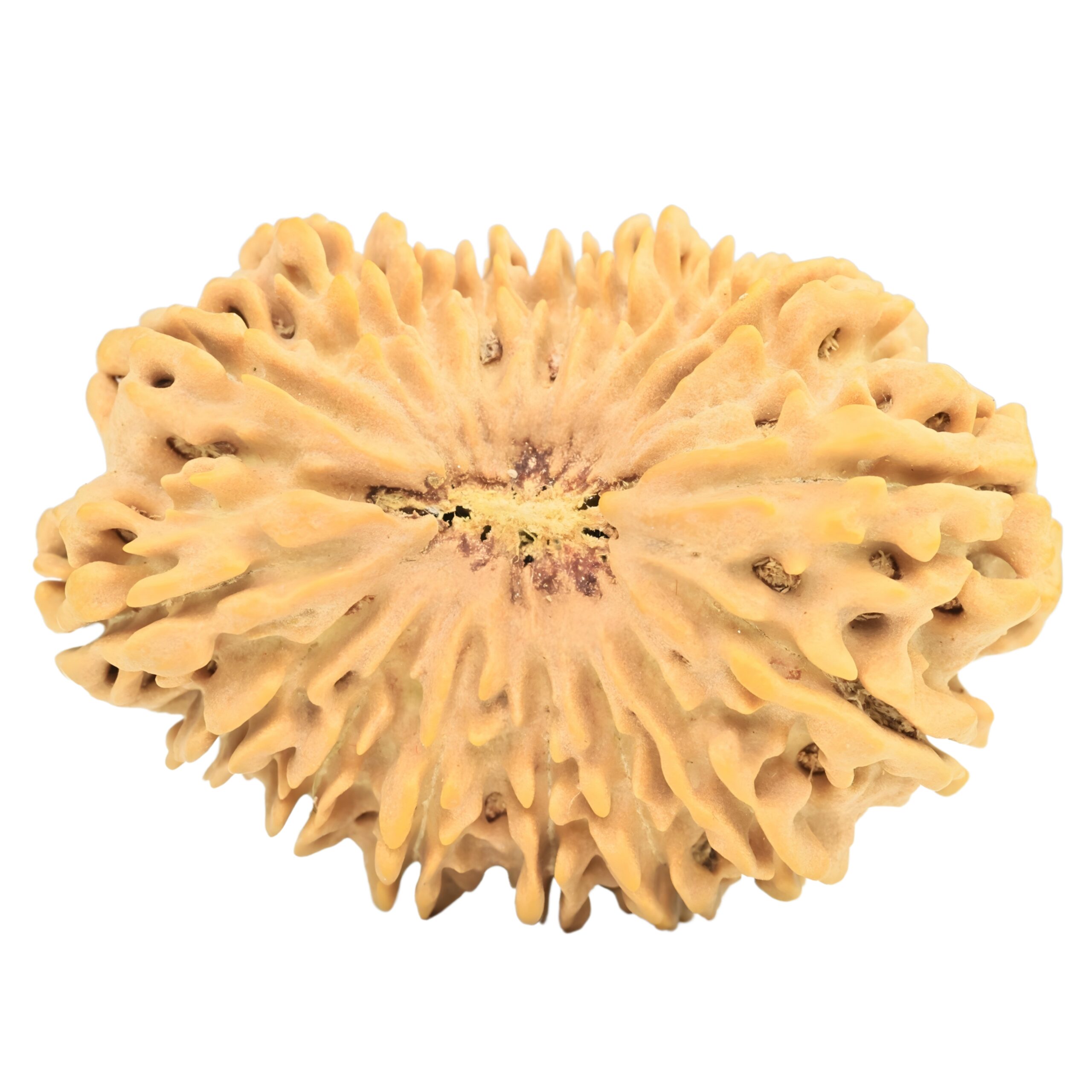 17 Mukhi Rudraksha 38.5mm 8.15gm - Rudraksha