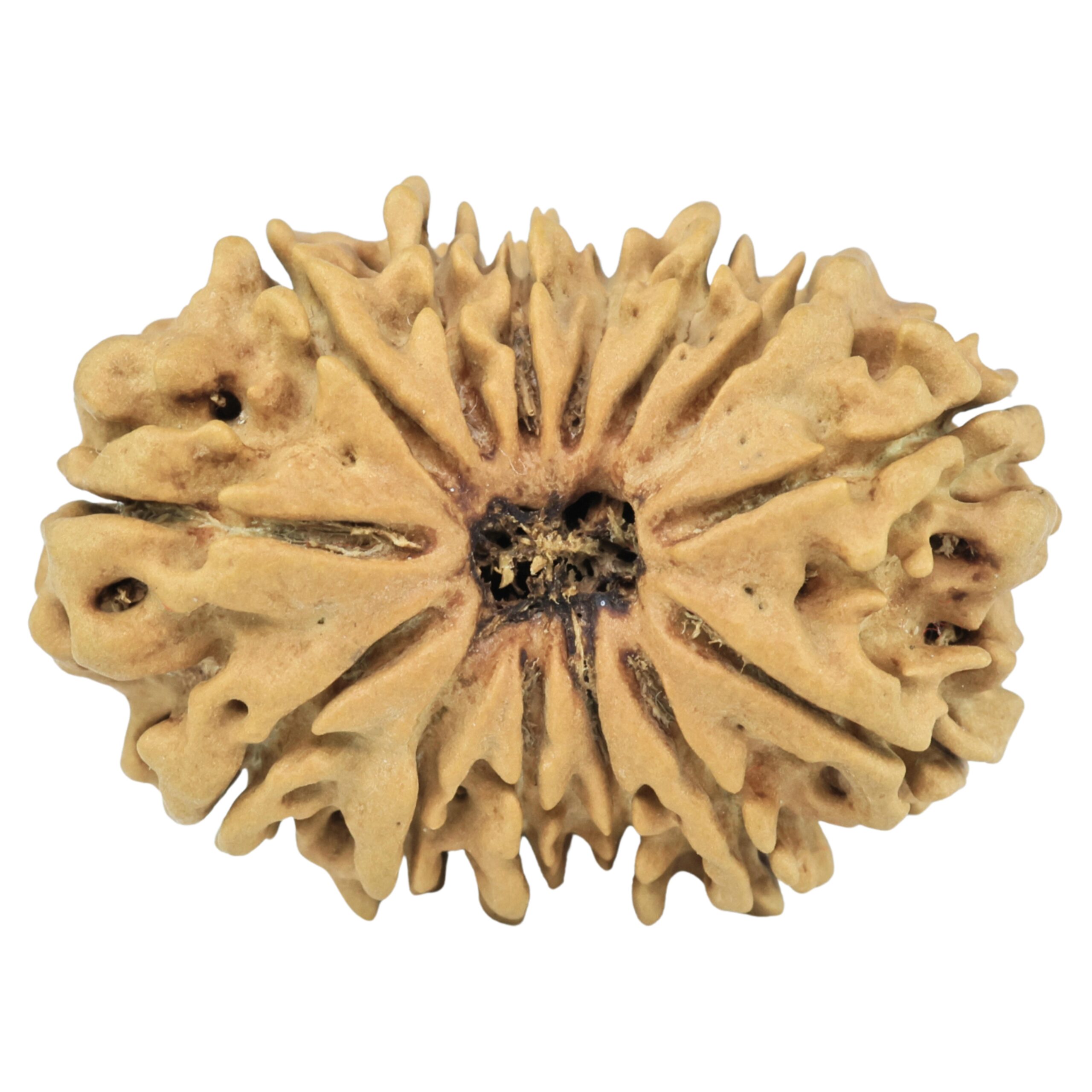 14 Mukhi Rudraksha 28.6mm 3.45gm - Rudraksha