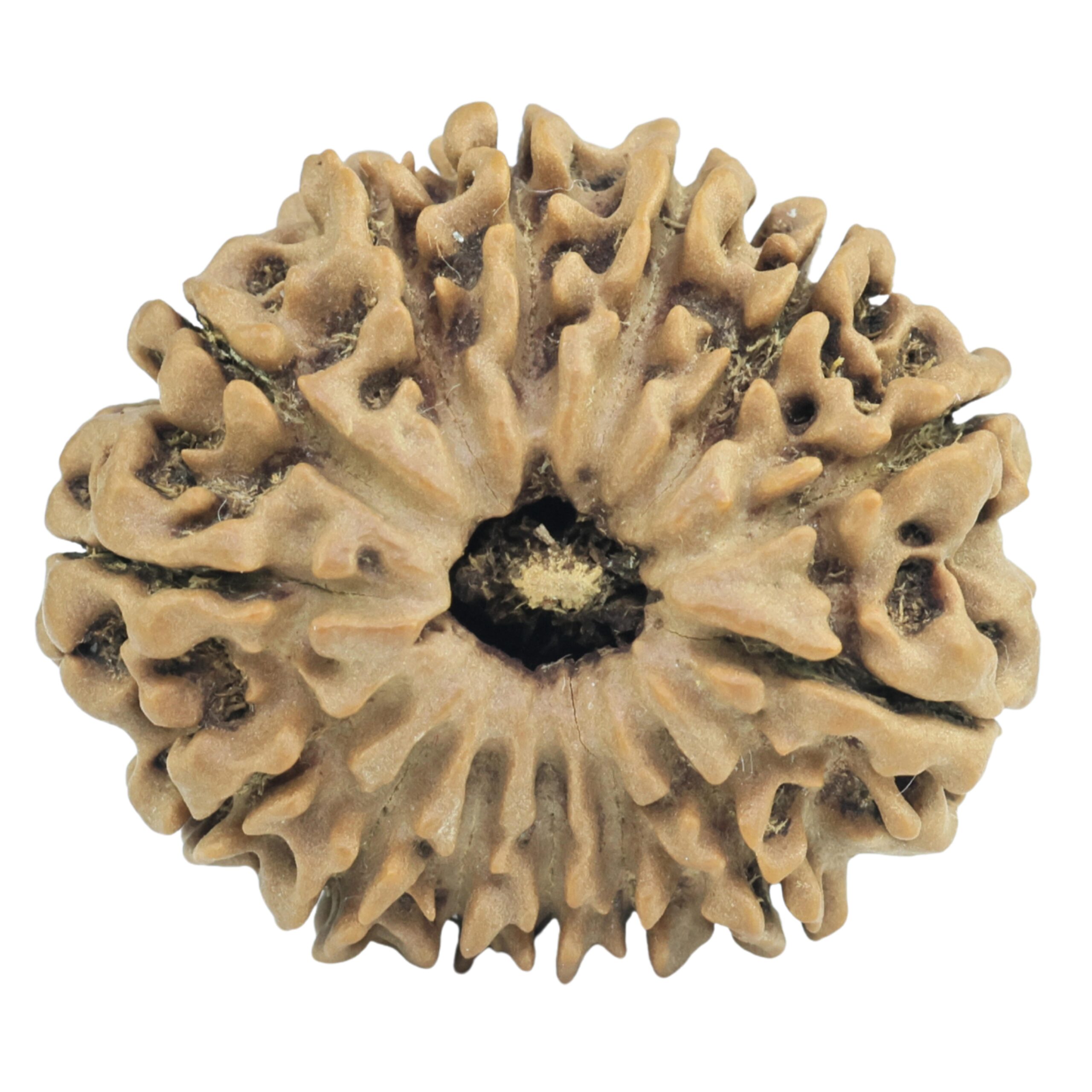 14 Mukhi Rudraksha 27.2mm 4.67gm - Rudraksha