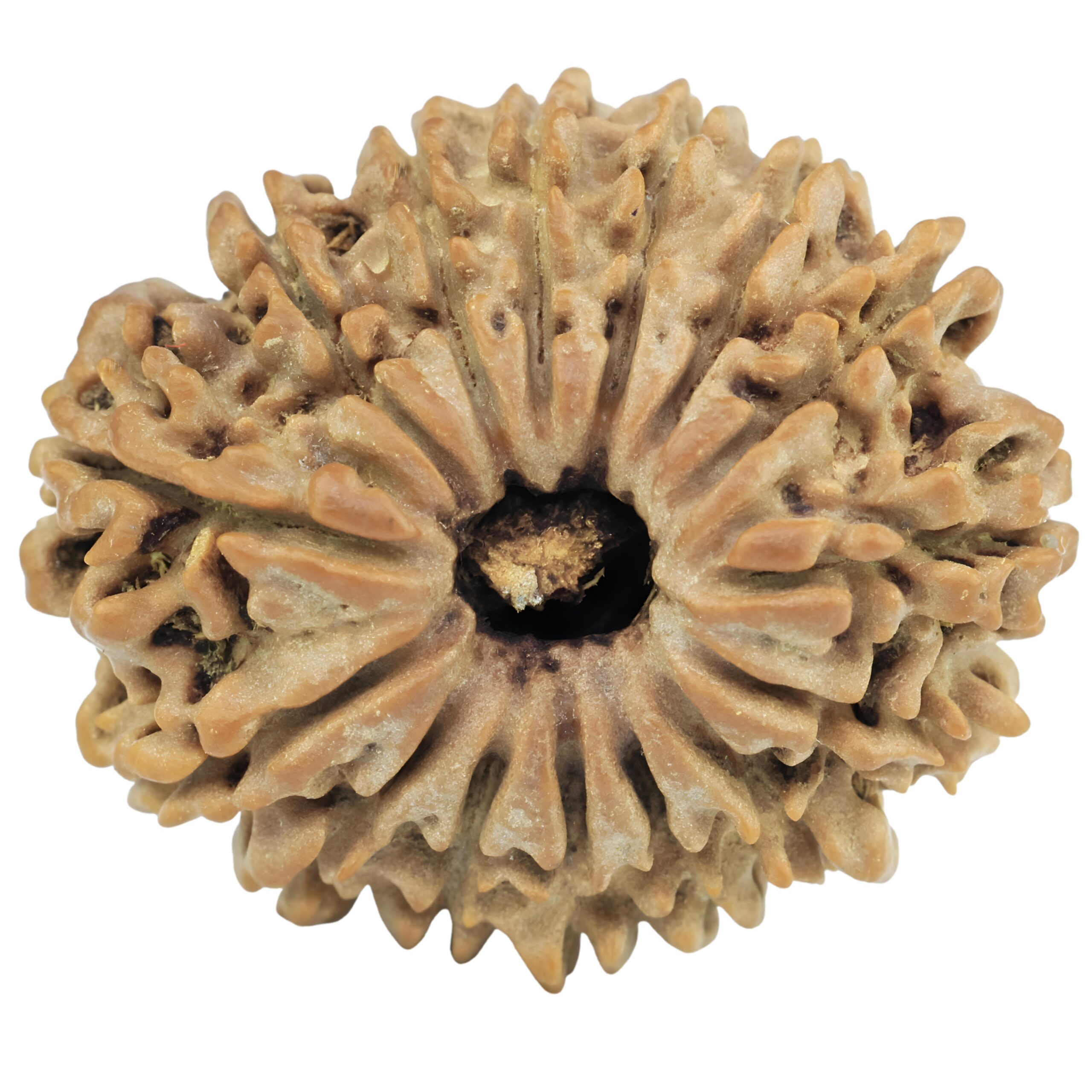 15 Mukhi Rudraksha 26.5mm 4.16gm - Rudraksha