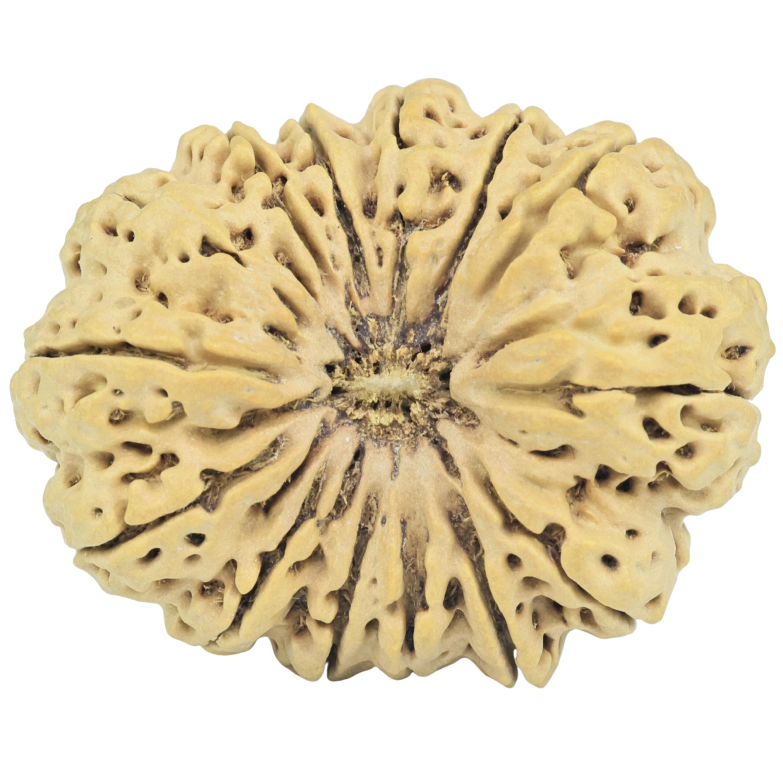 14 Mukhi Rudraksha 34.9mm 6.19gm - Rudraksha