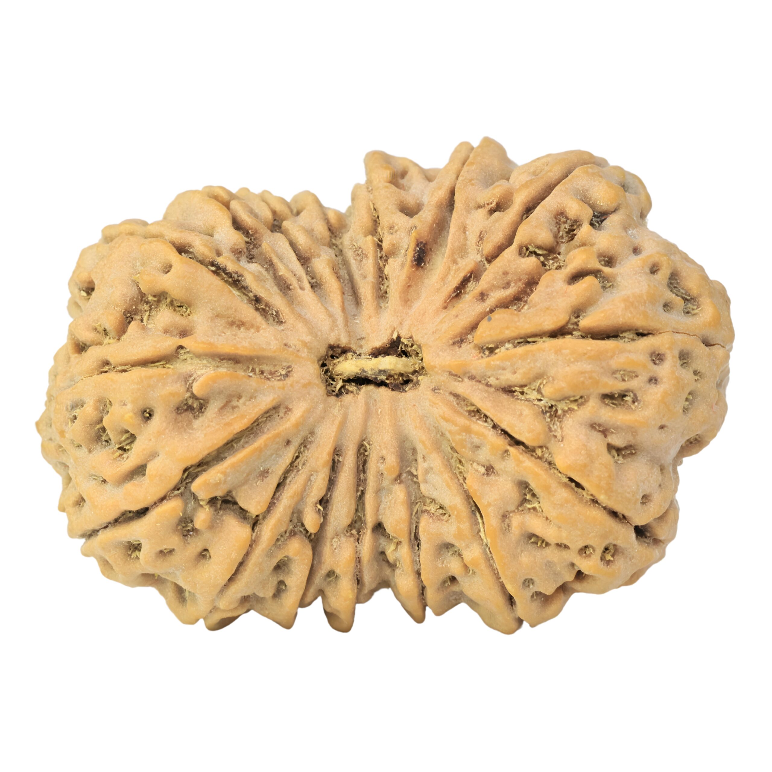 16 Mukhi Rudraksha 36.2mm 7.68gm - Rudraksha