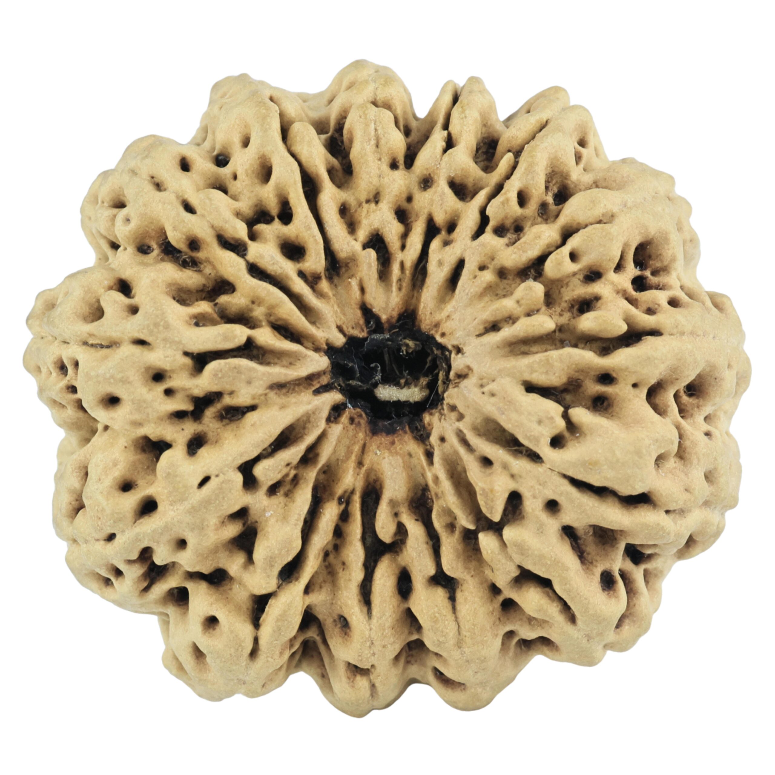 14 Mukhi Rudraksha 32.4mm 5.64gm - Rudraksha