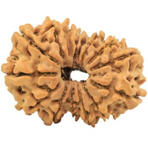 15 Mukhi Rudraksha 32.1mm 5.17gm - Rudraksha