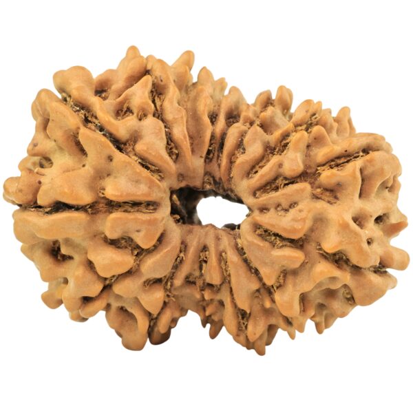 15 Mukhi Rudraksha 32.1mm 5.17gm - Rudraksha