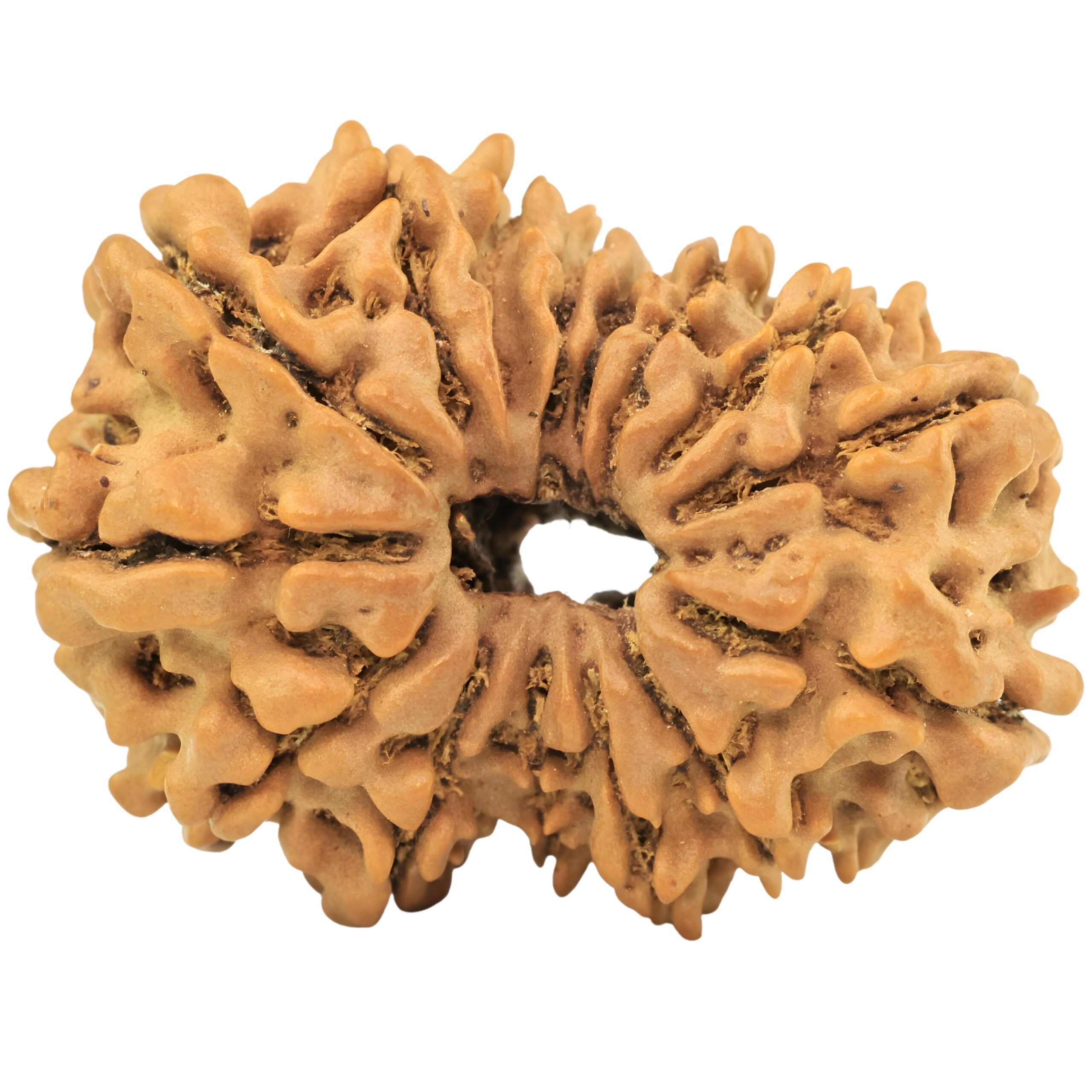 15 Mukhi Rudraksha 32.1mm 5.17gm - Rudraksha