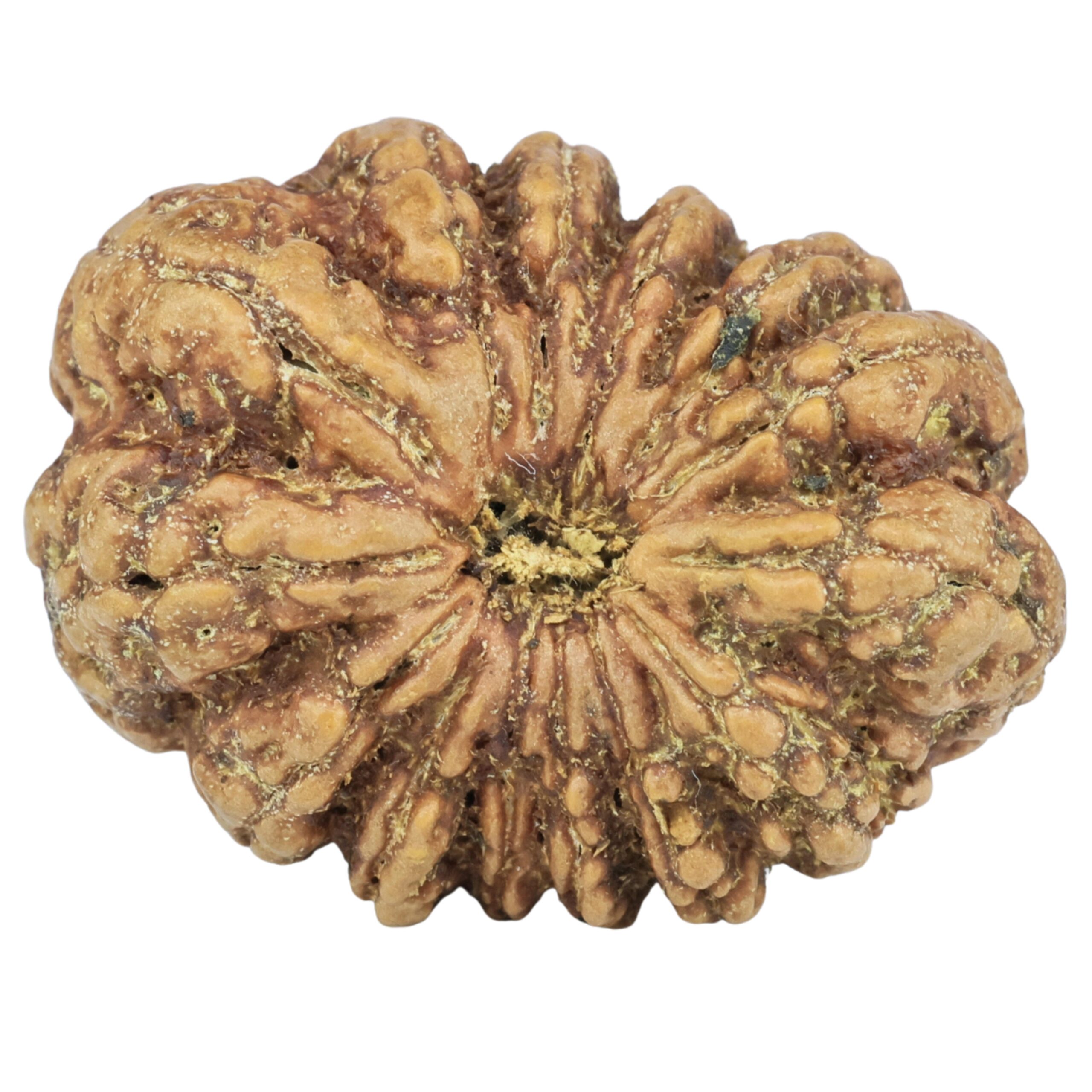 14 Mukhi Rudraksha 31.2mm 6.19gm - Rudraksha