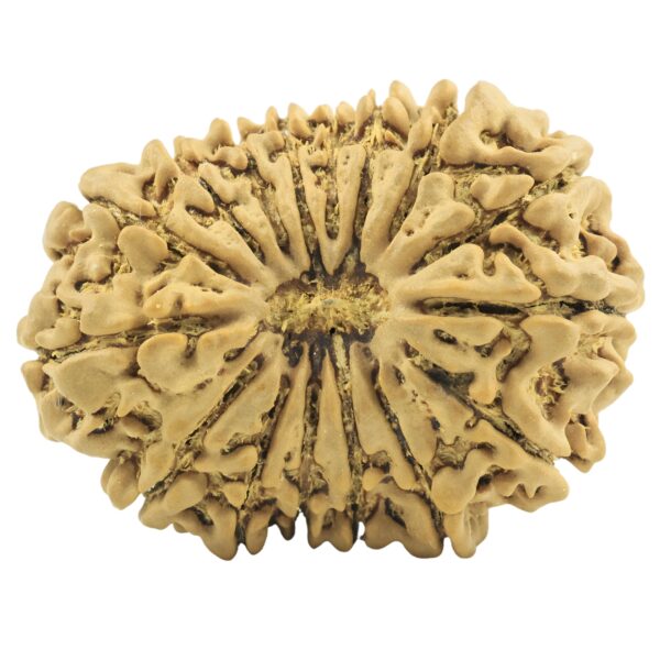 16 Mukhi Rudraksha 34.3mm 6.42gm - Rudraksha