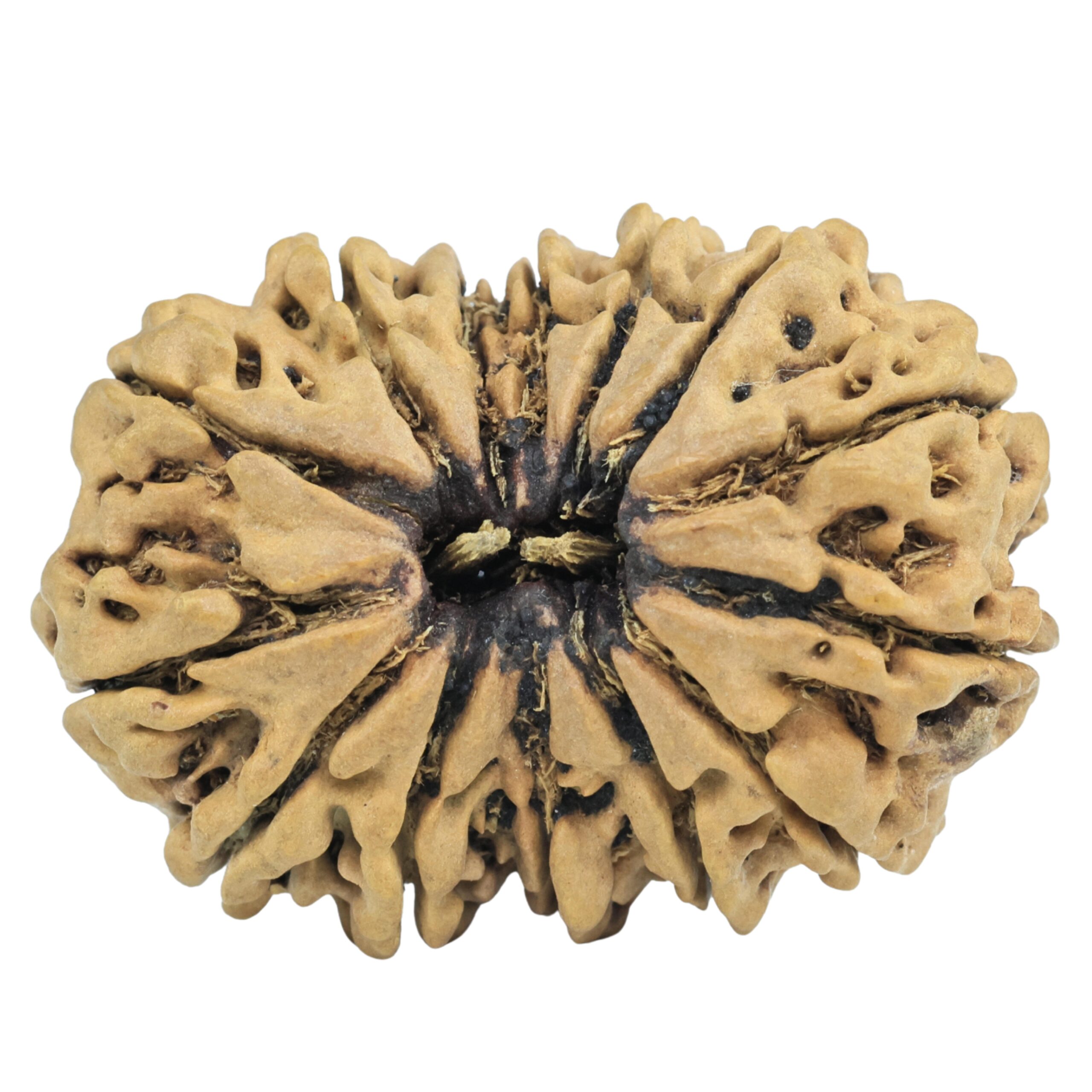 14 Mukhi Rudraksha 33.4mm 5.64gm - Rudraksha