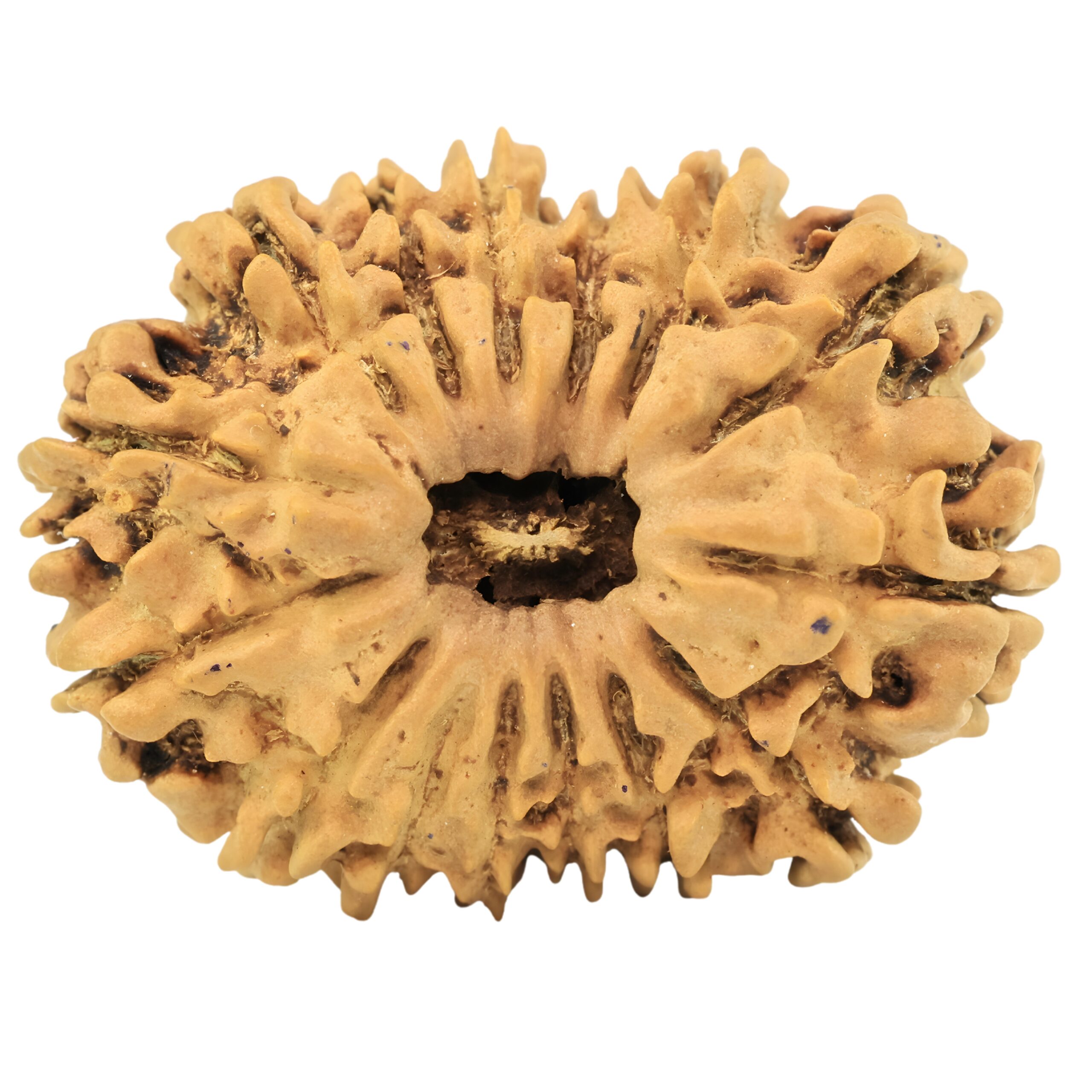 15 Mukhi Rudraksha 27.5mm 3.27gm - Rudraksha