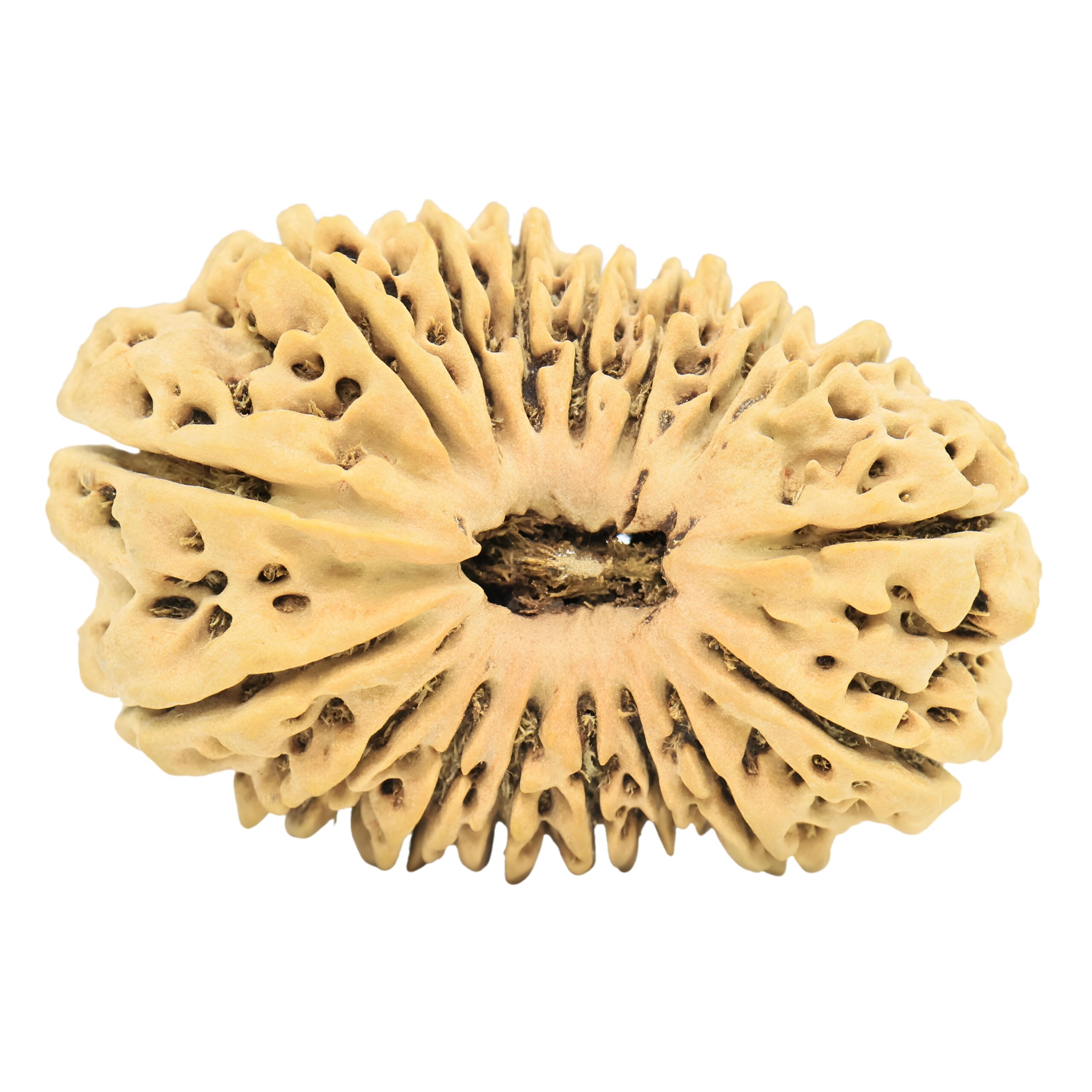 17 Mukhi Rudraksha 32.4mm 4.21gm - Rudraksha