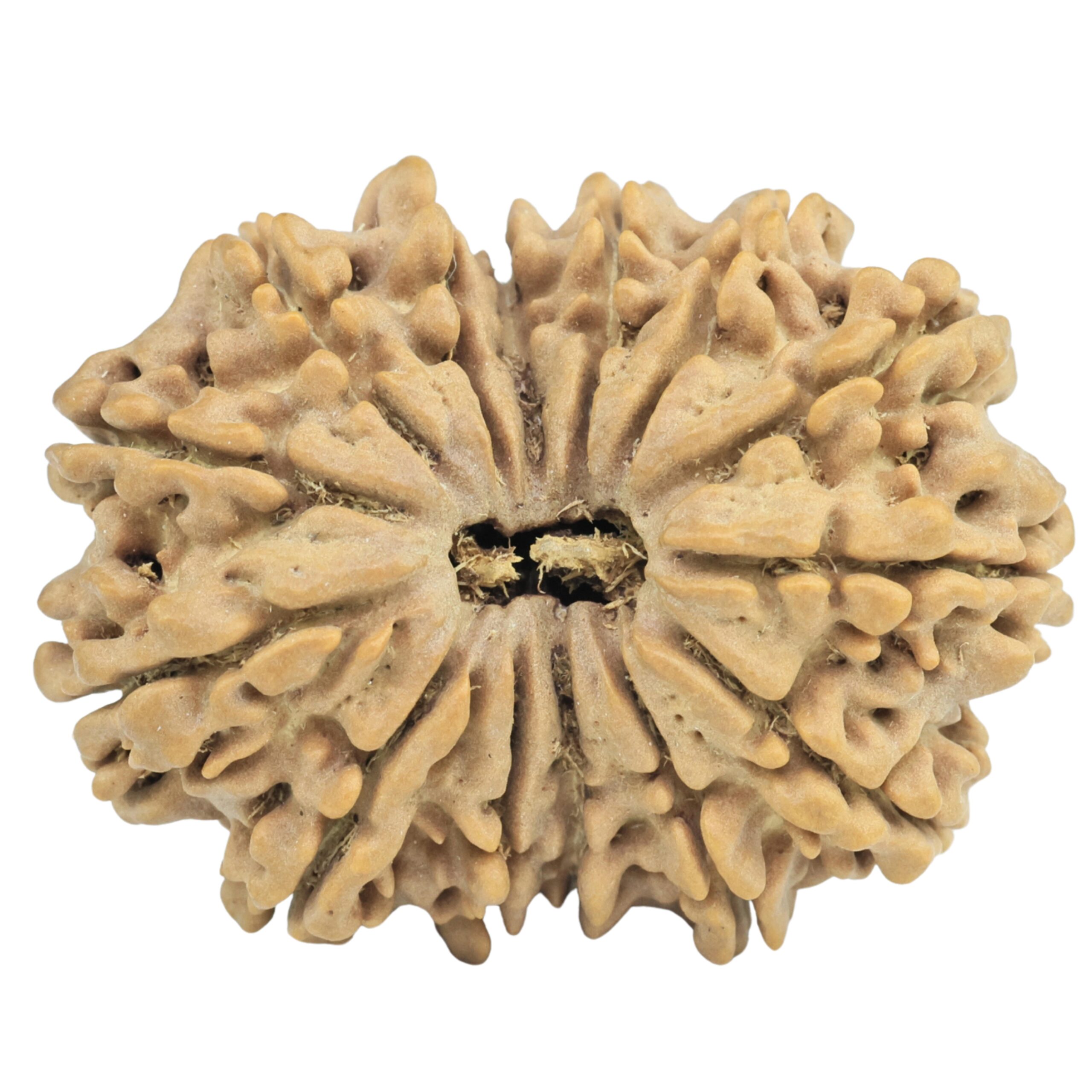 14 Mukhi Rudraksha 32.3mm 6.37gm - Rudraksha