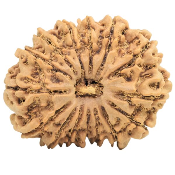 15 Mukhi Rudraksha 28.1mm 4.34gm - Rudraksha