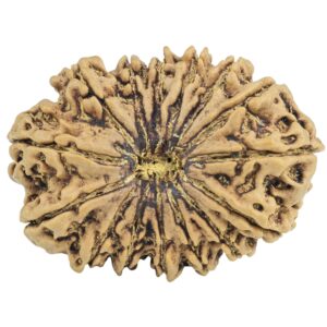 15 Mukhi Rudraksha 33.2mm 5.76gm - Rudraksha