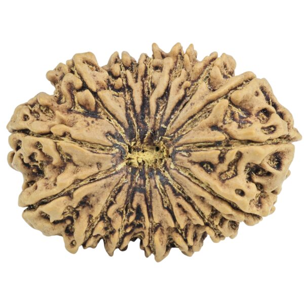 15 Mukhi Rudraksha 33.2mm 5.76gm - Rudraksha