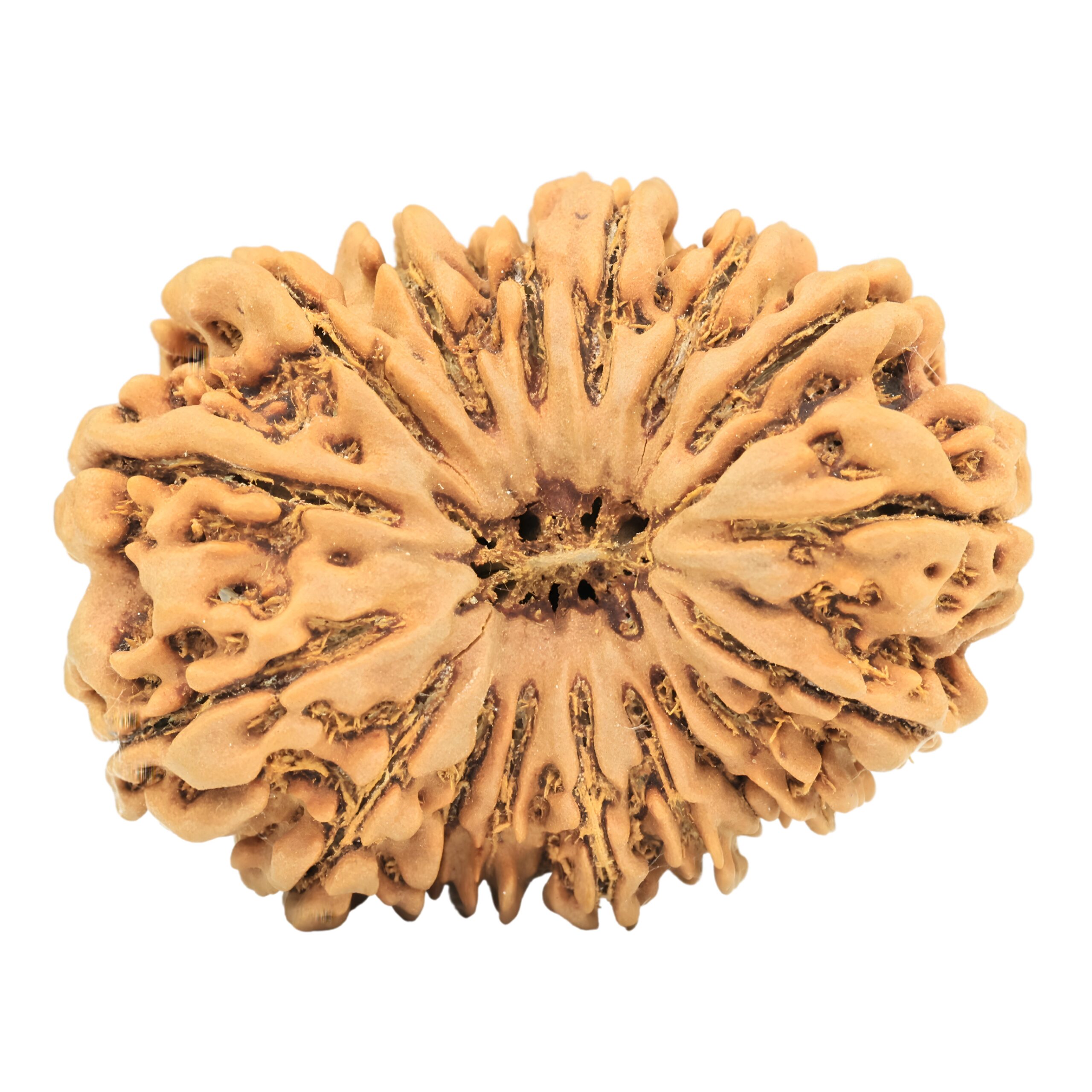 17 Mukhi Rudraksha 34.2mm 7.43gm - Rudraksha