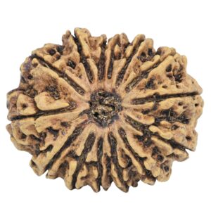 14 Mukhi Rudraksha 32.6mm 6.48gm - Rudraksha