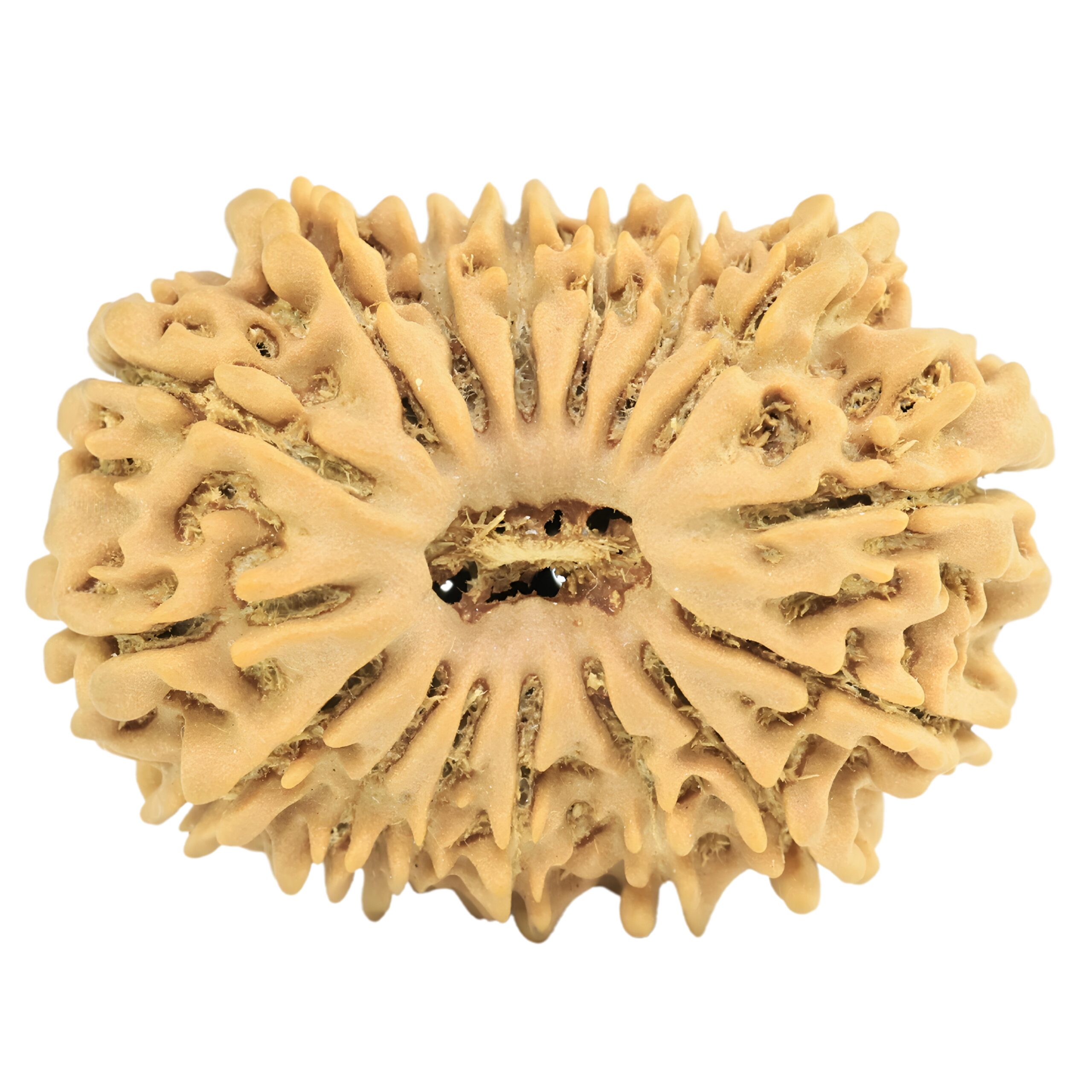 16 Mukhi Rudraksha 27.1mm 3.46gm - Rudraksha