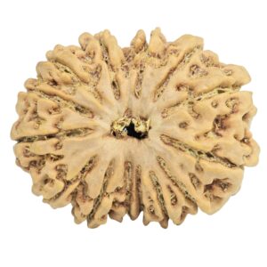 14 Mukhi Rudraksha 28.2mm 4.59gm - Rudraksha