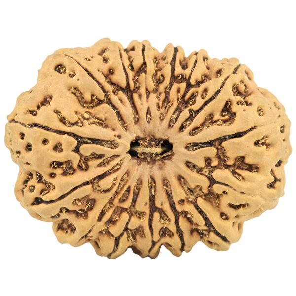 15 Mukhi Rudraksha 32.8mm 5.63gm - Rudraksha