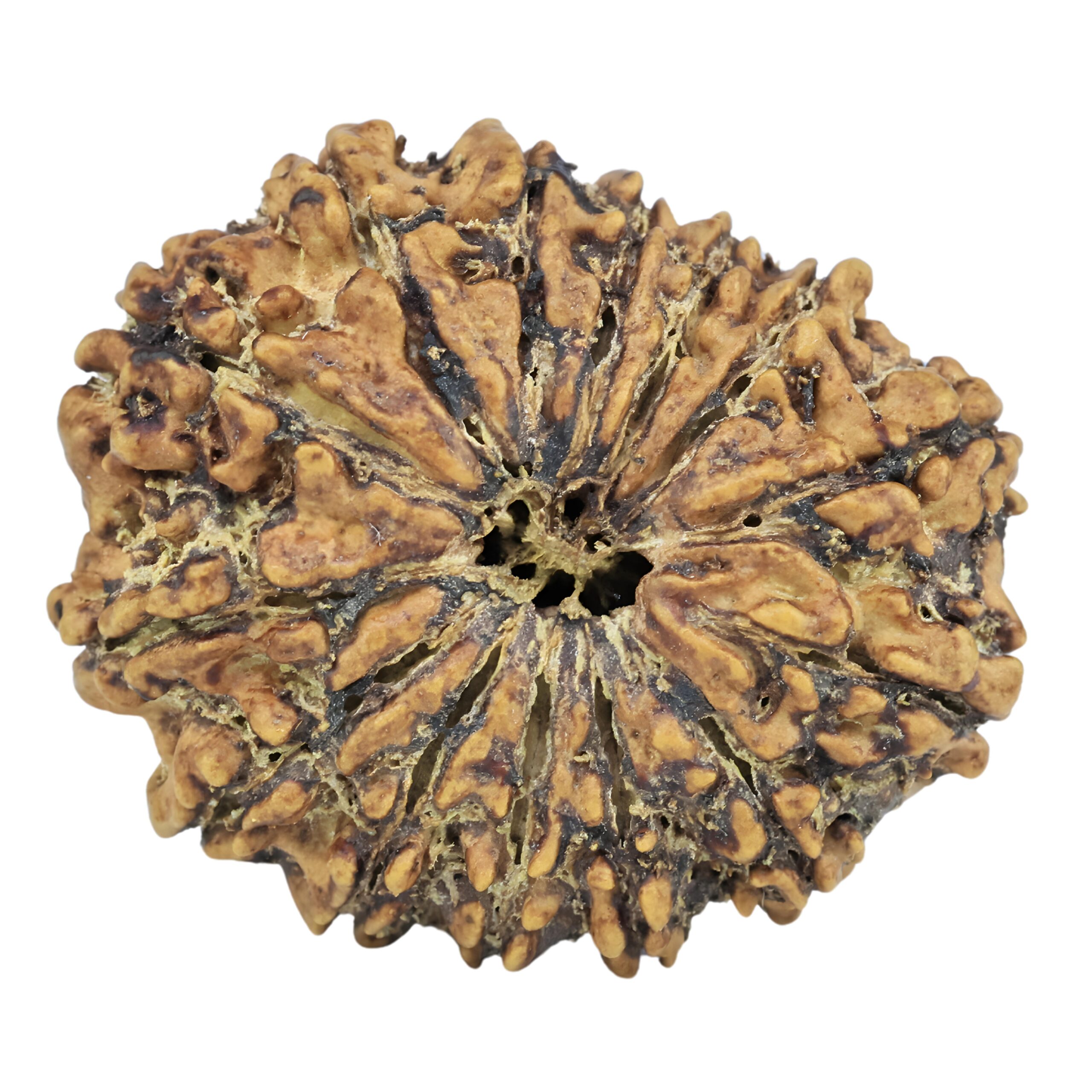 14 Mukhi Rudraksha 27.2mm 3.55gm - Rudraksha