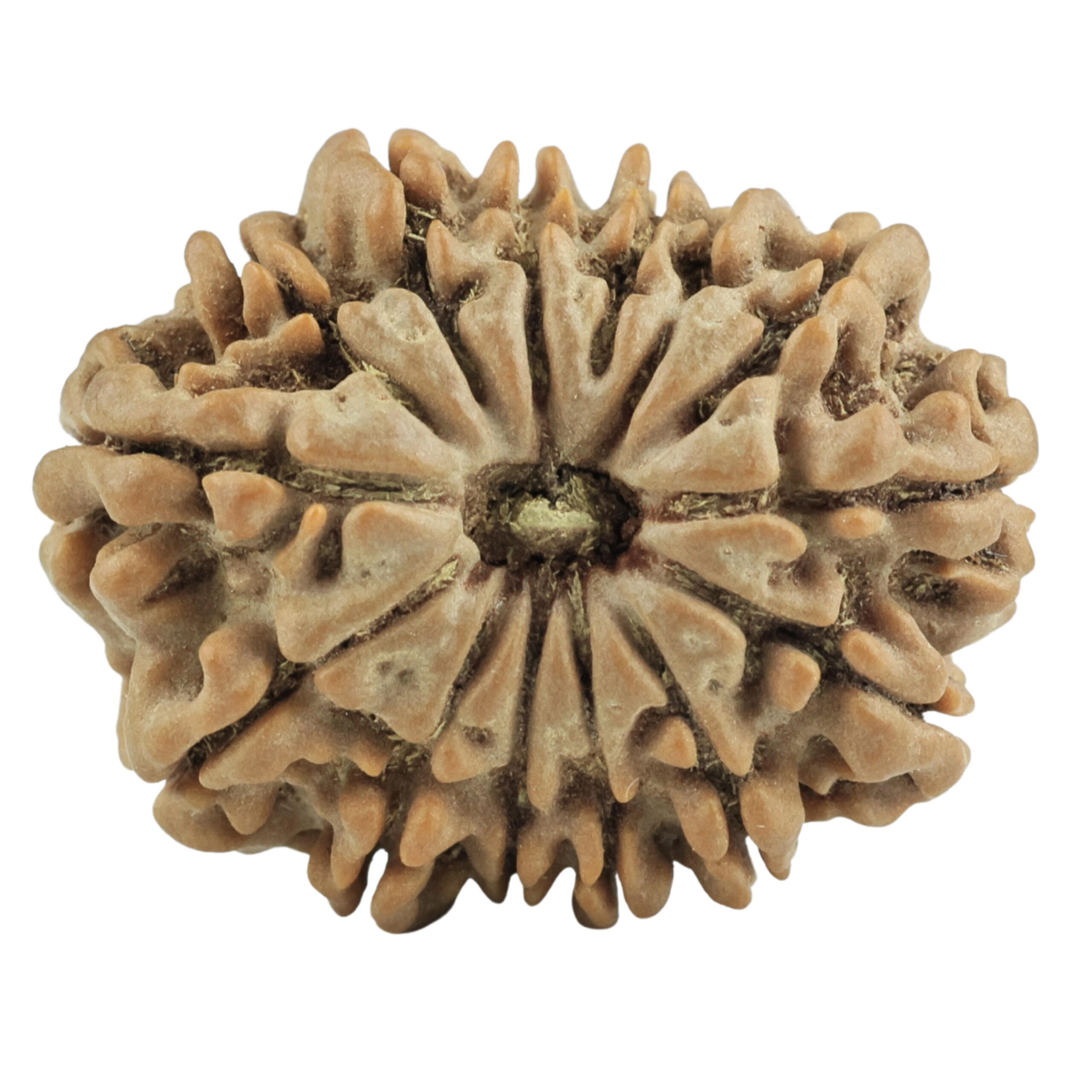 14 Mukhi Rudraksha 28.1mm 5.32gm - Rudraksha
