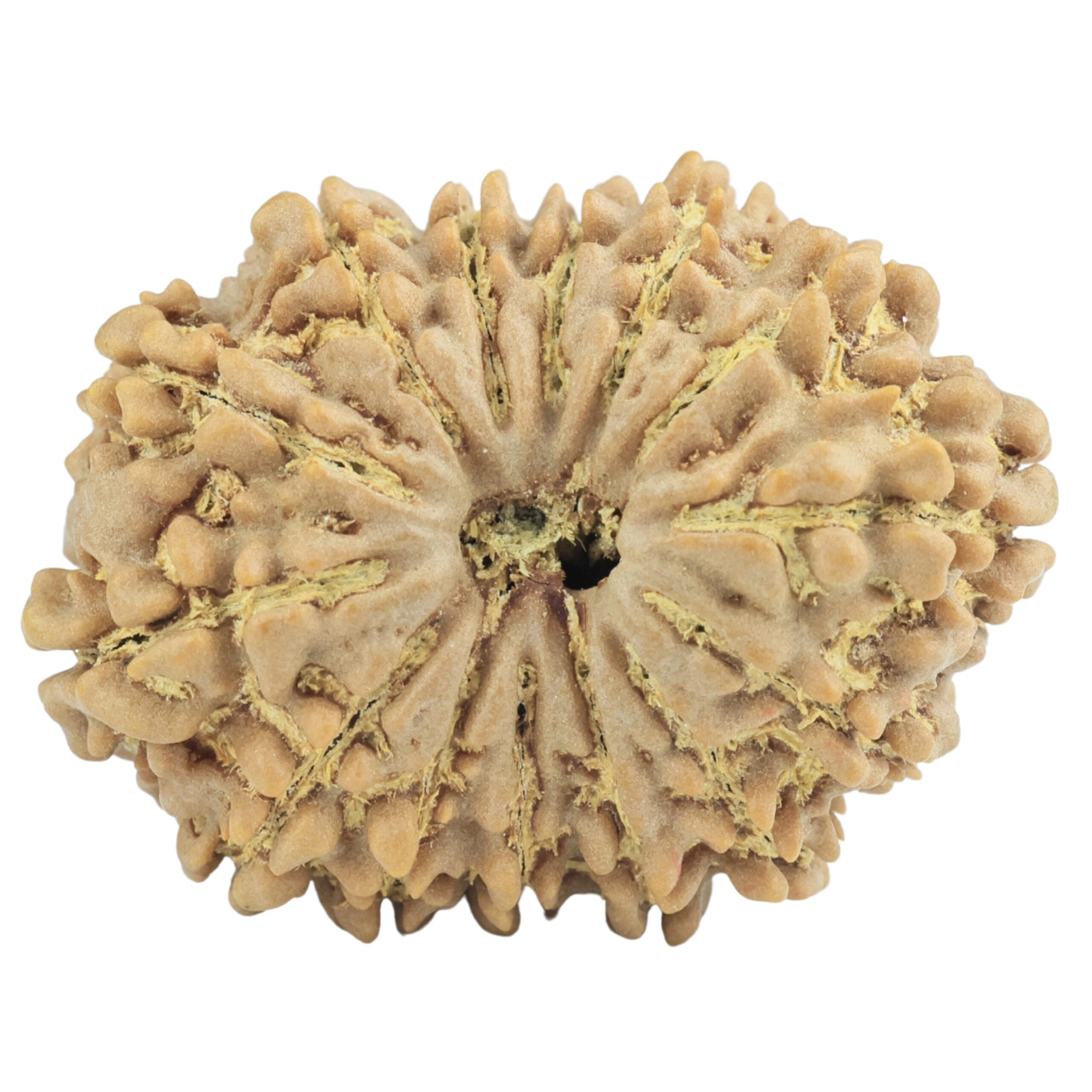 14 Mukhi Rudraksha 31.2mm 6.19gm - Origin: Nepal - Rudraksha