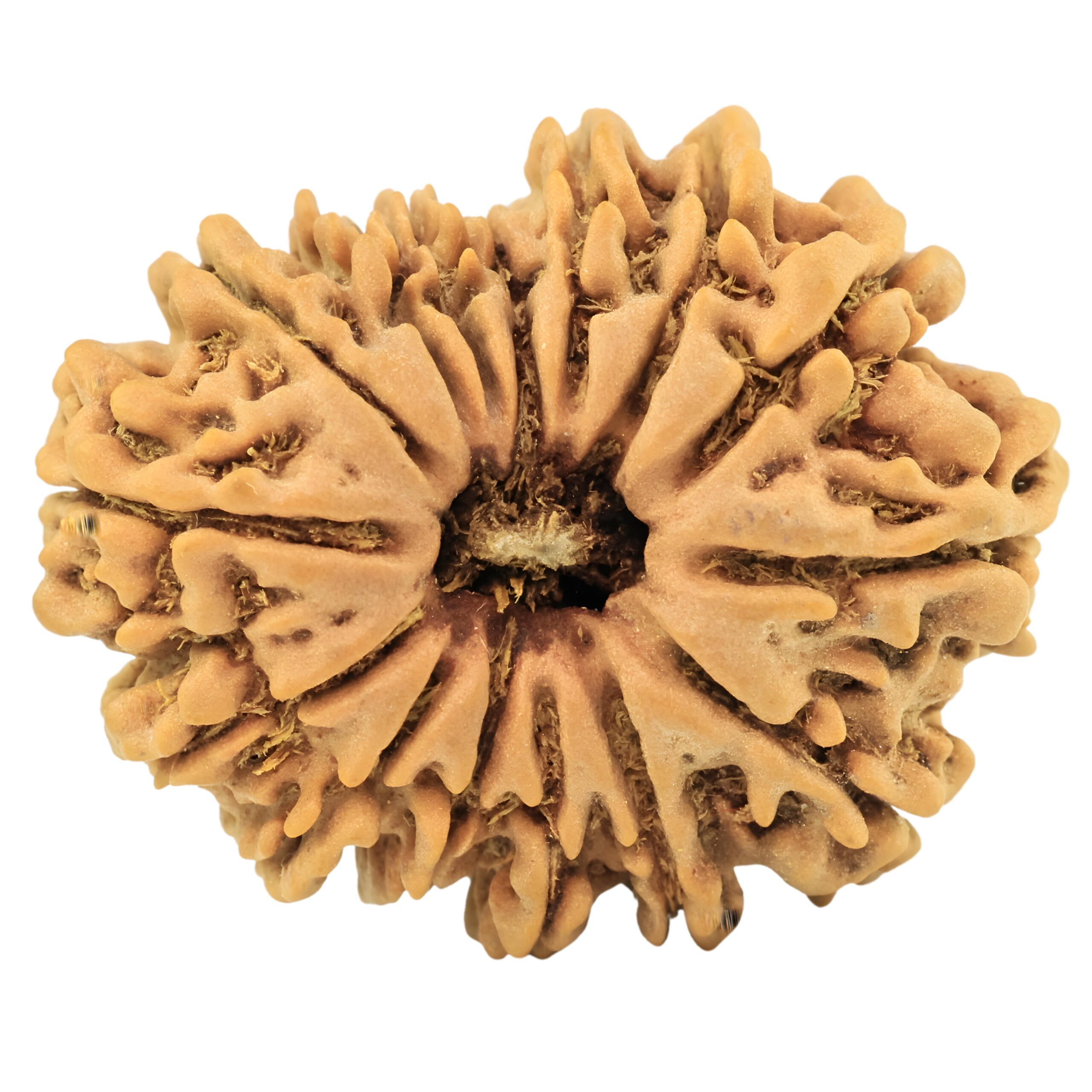 15 Mukhi Rudraksha 26.9mm 3.9gm - Rudraksha